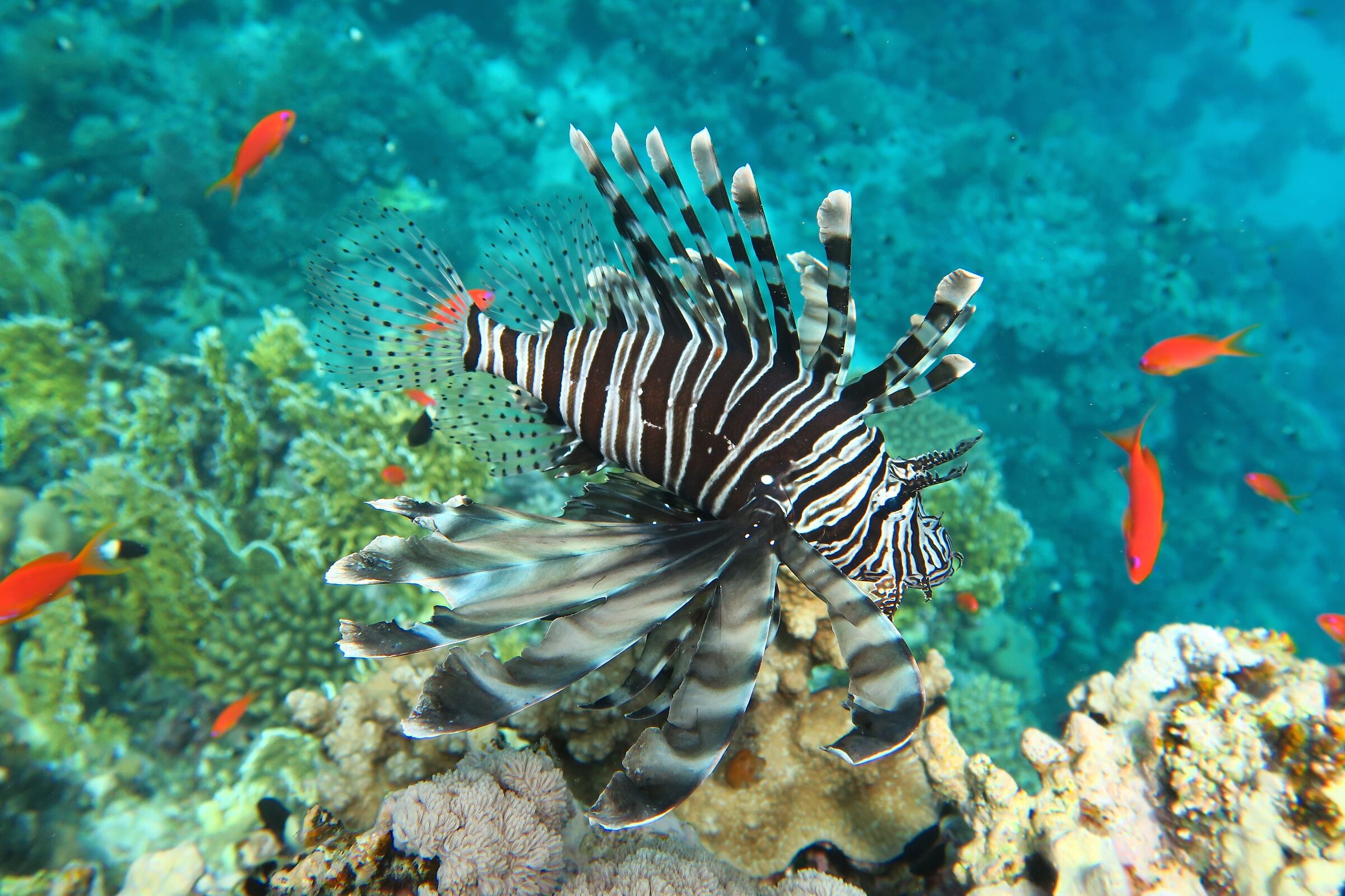 Marsa alam