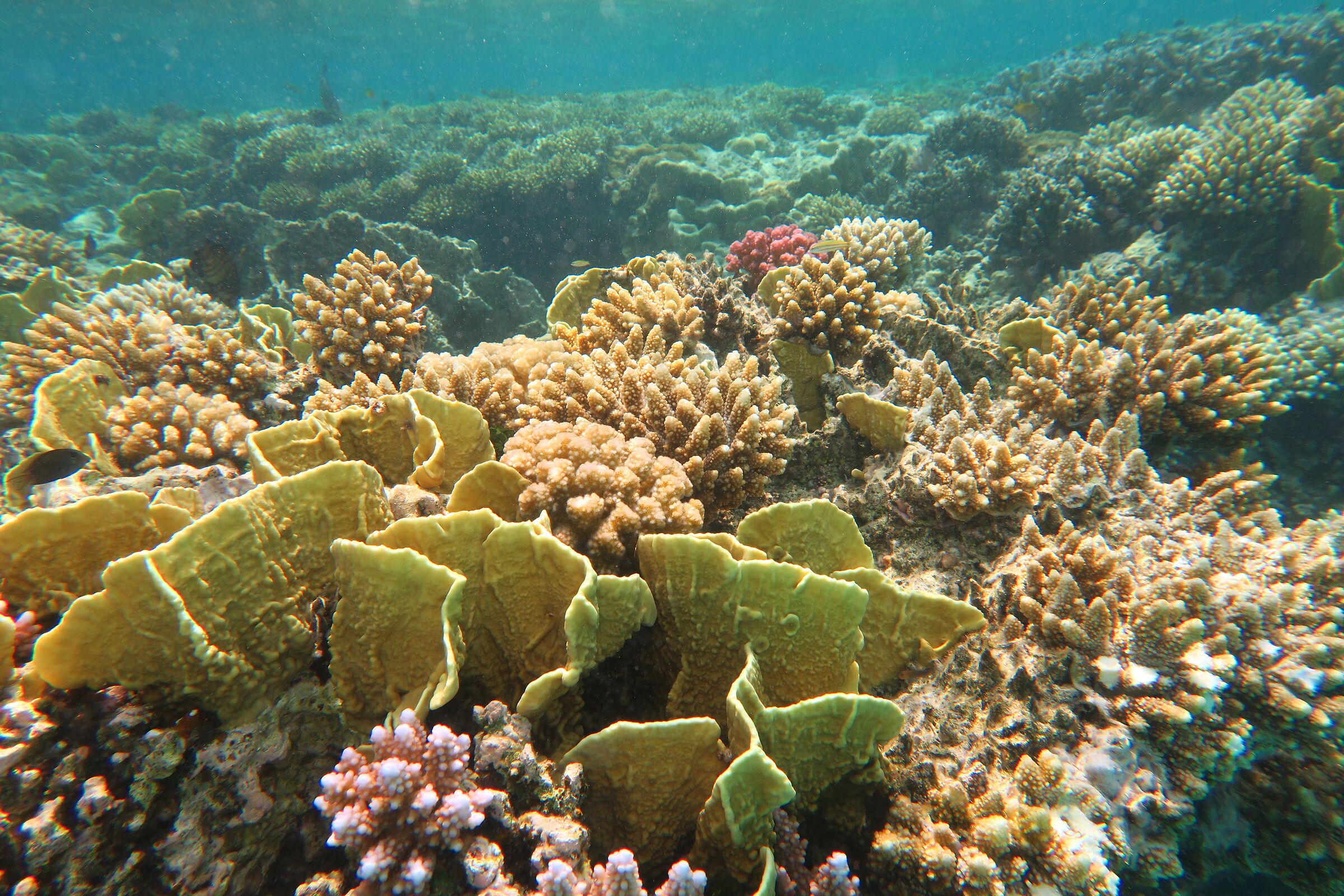 Marsa alam