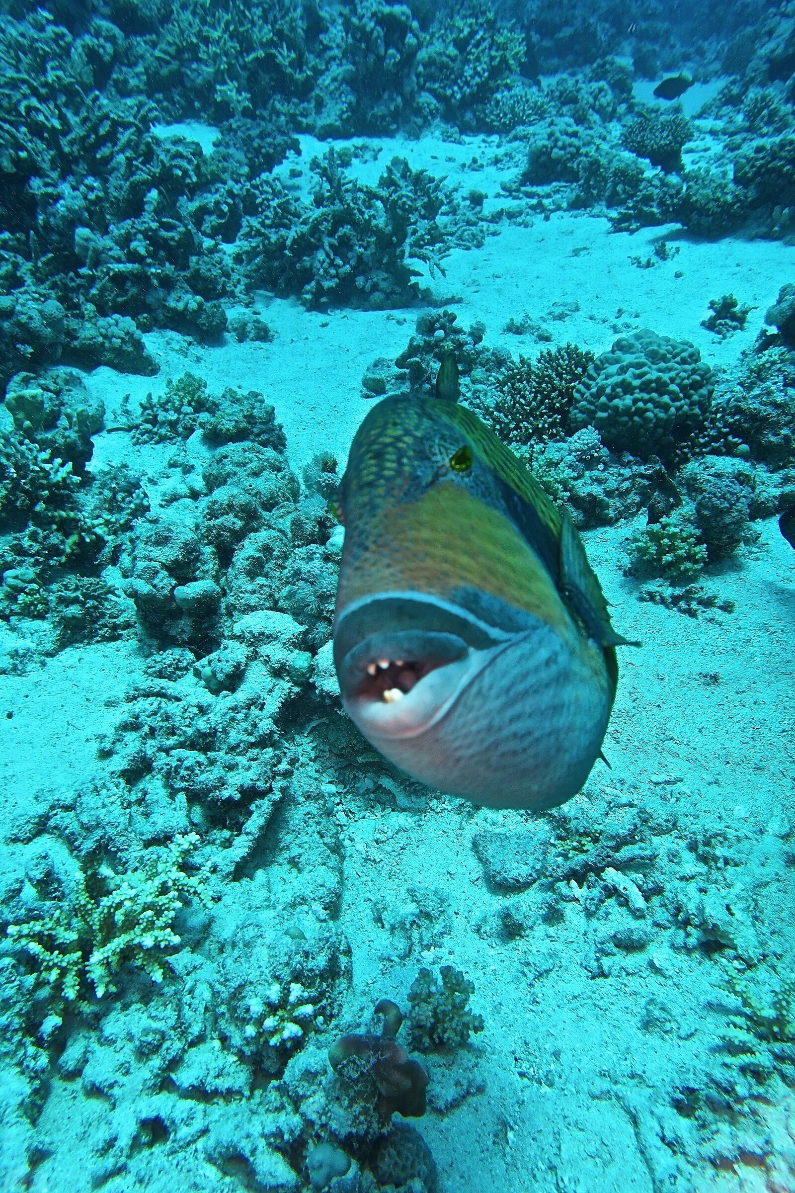 Marsa alam