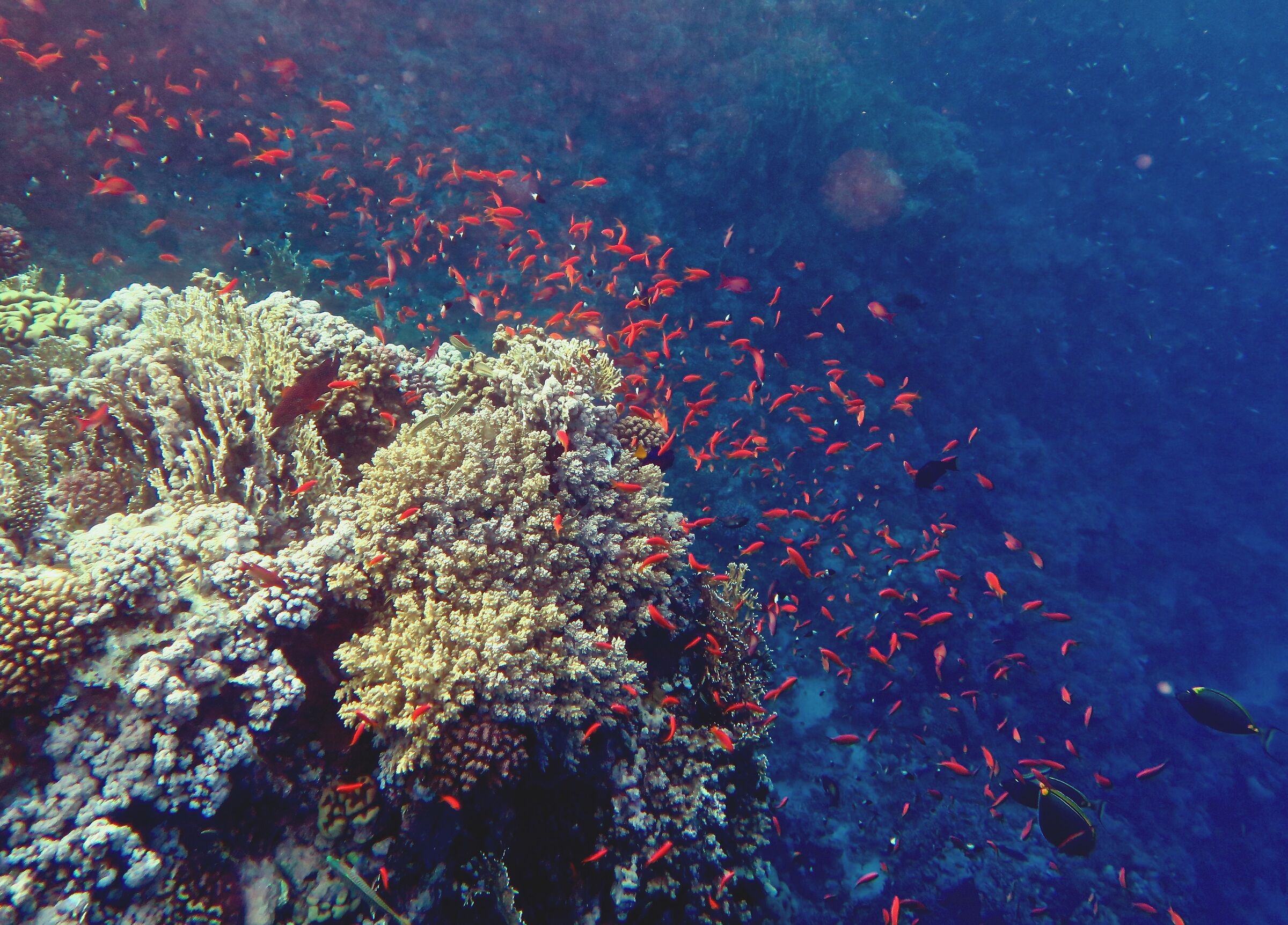 Marsa alam