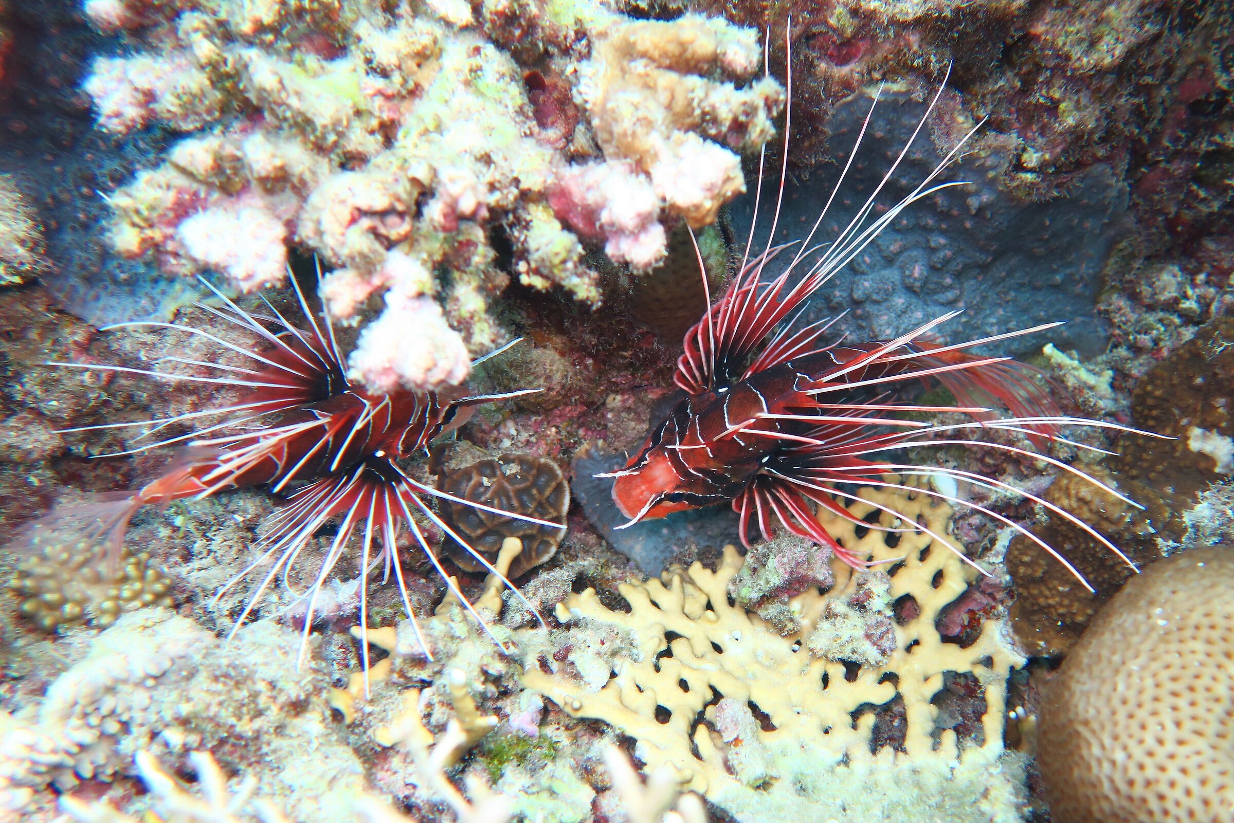 Marsa alam