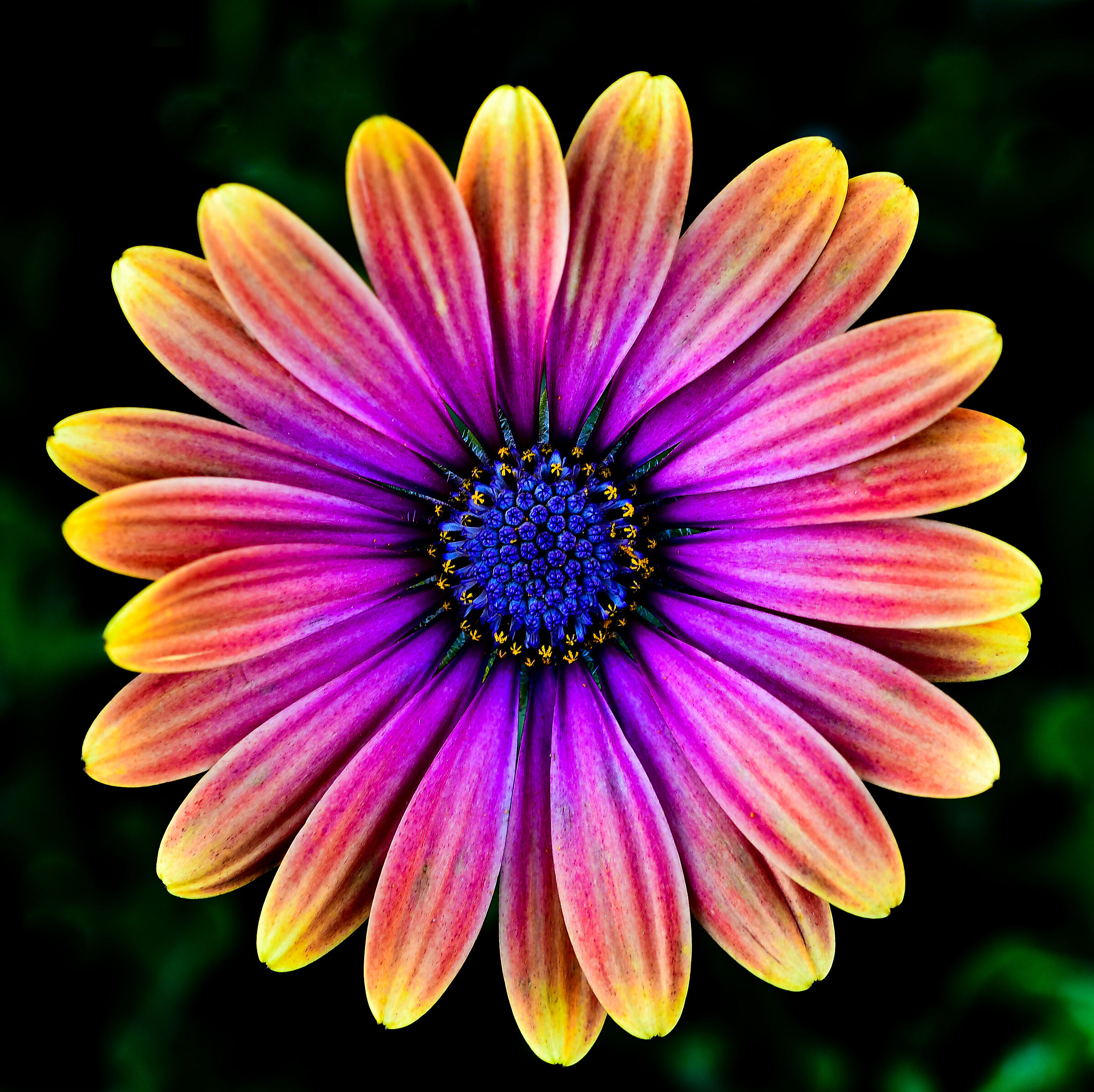 Tutti i colori della "margherita africana"