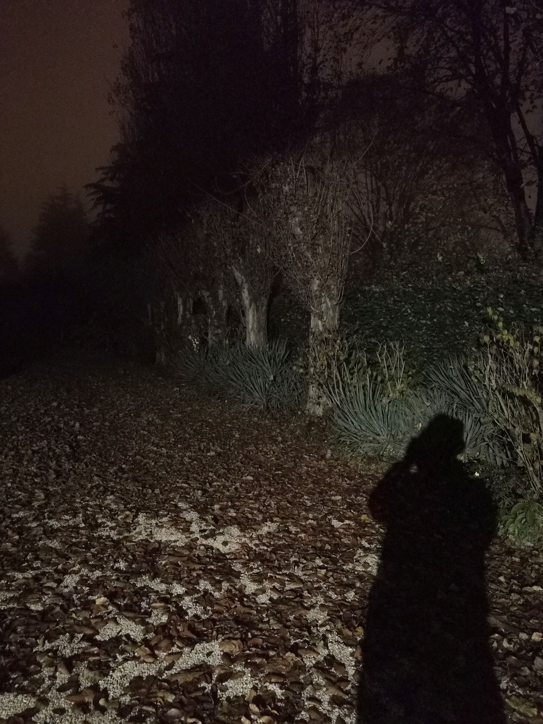 La mia ombra che fotografa un viale alberato
