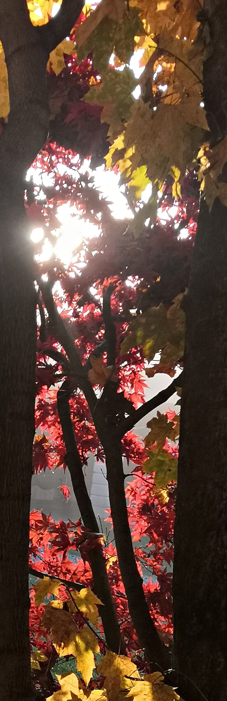 Colori fra gli alberi