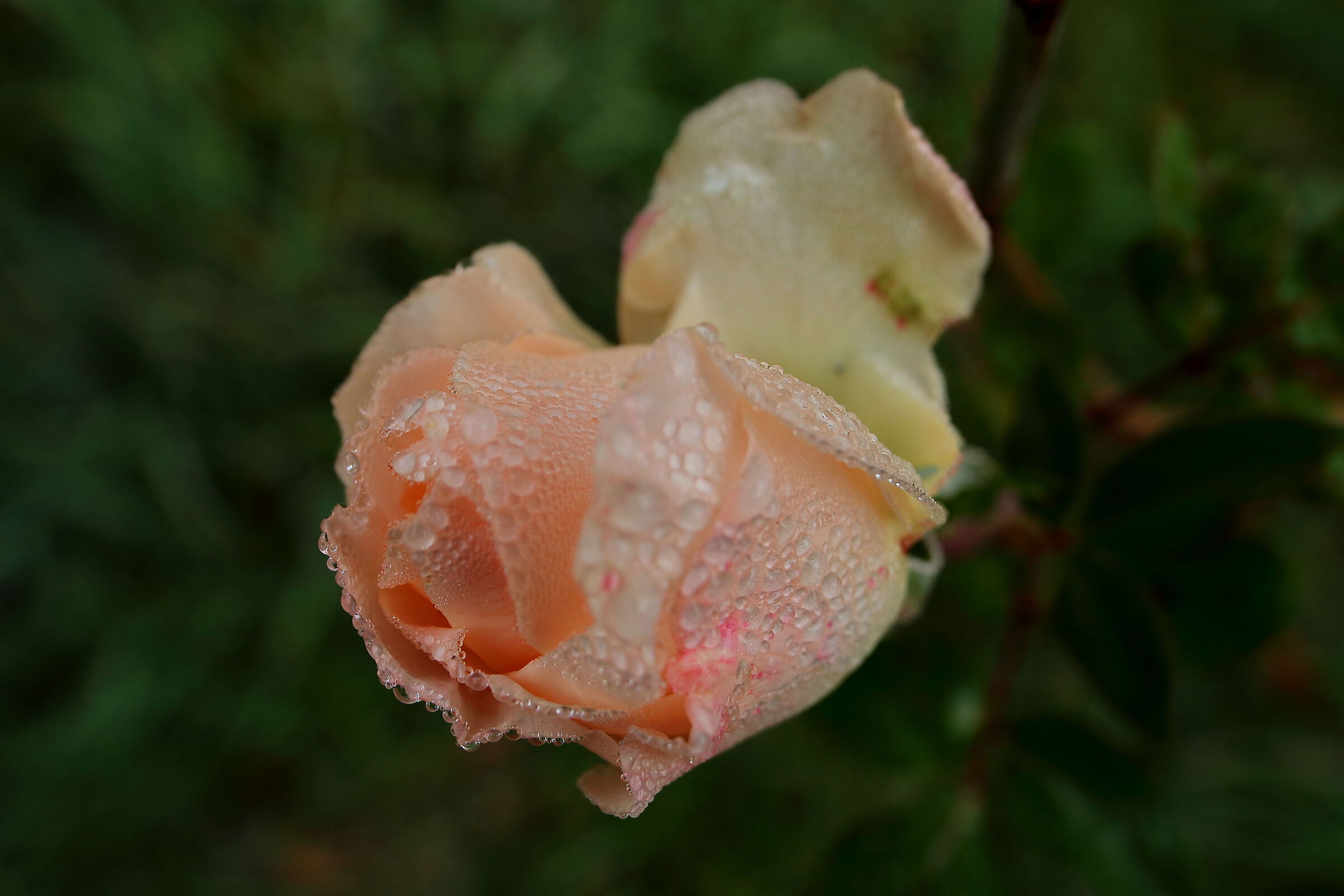 a rose covered with dew