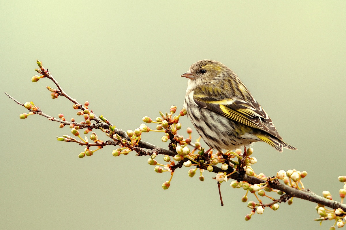 Siskin f.