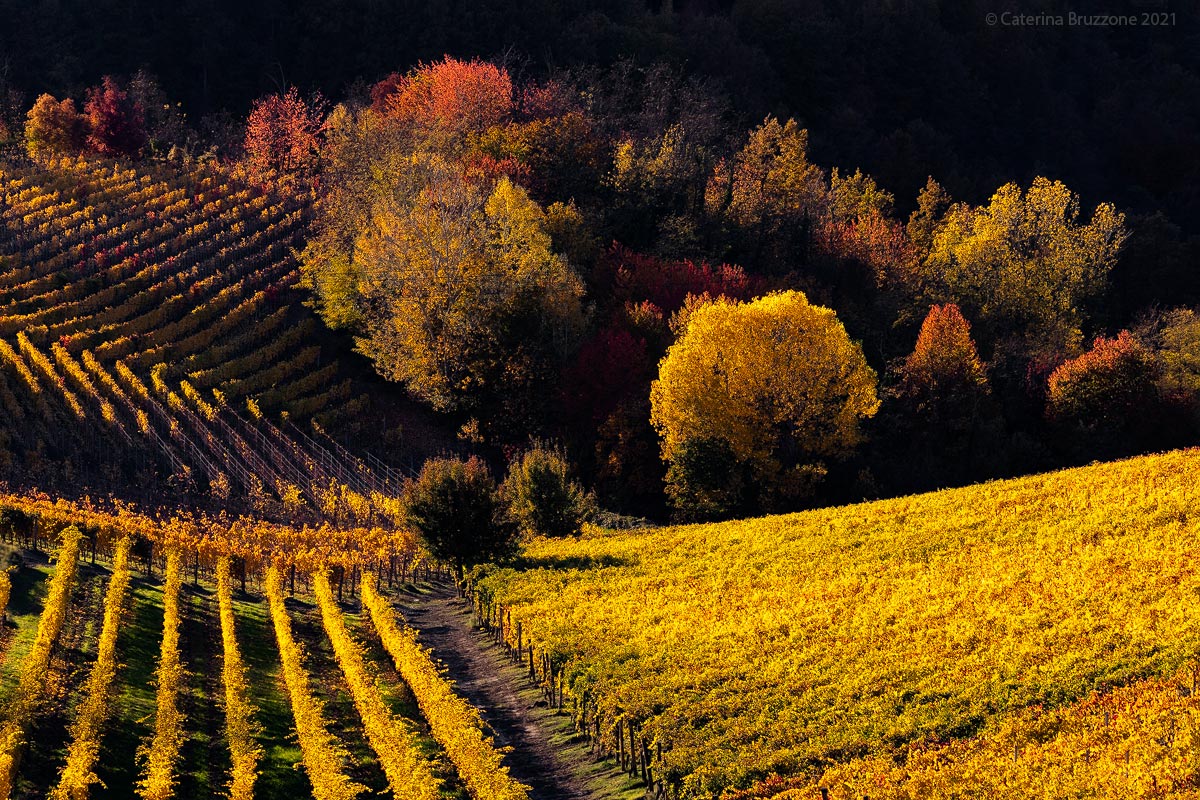 The vineyard at the limit of the forest