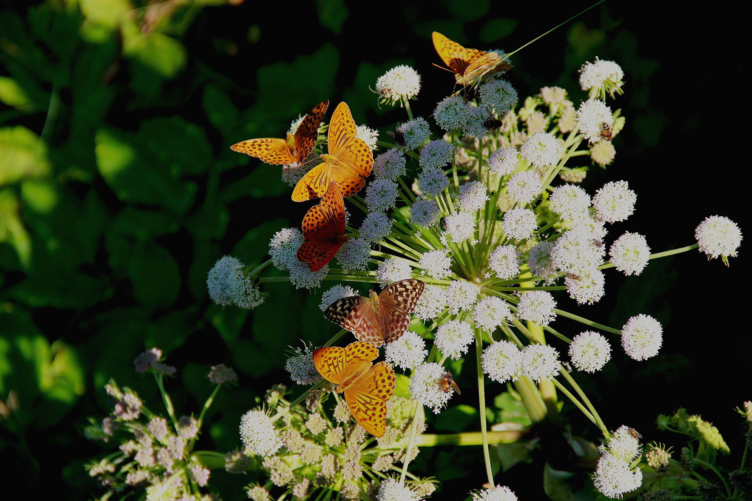 Condominium Assembly