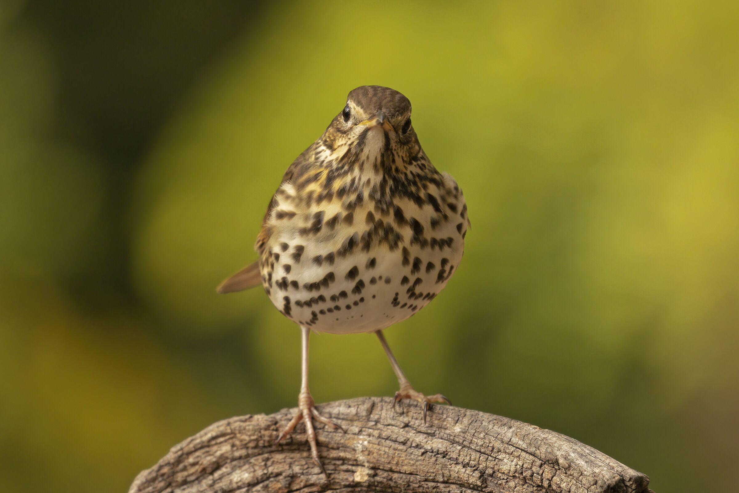 Un tordo imbronciato