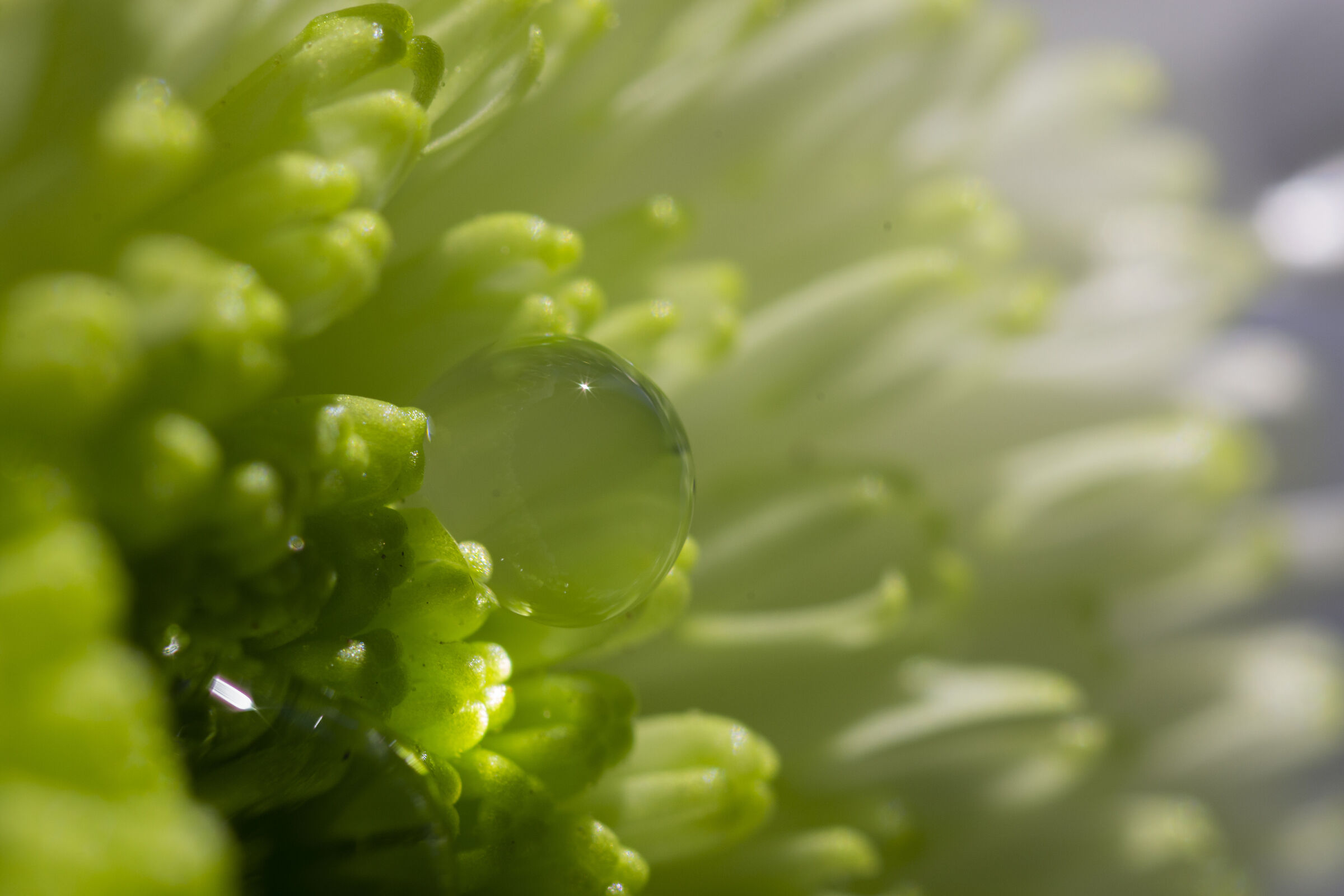 Drop of water