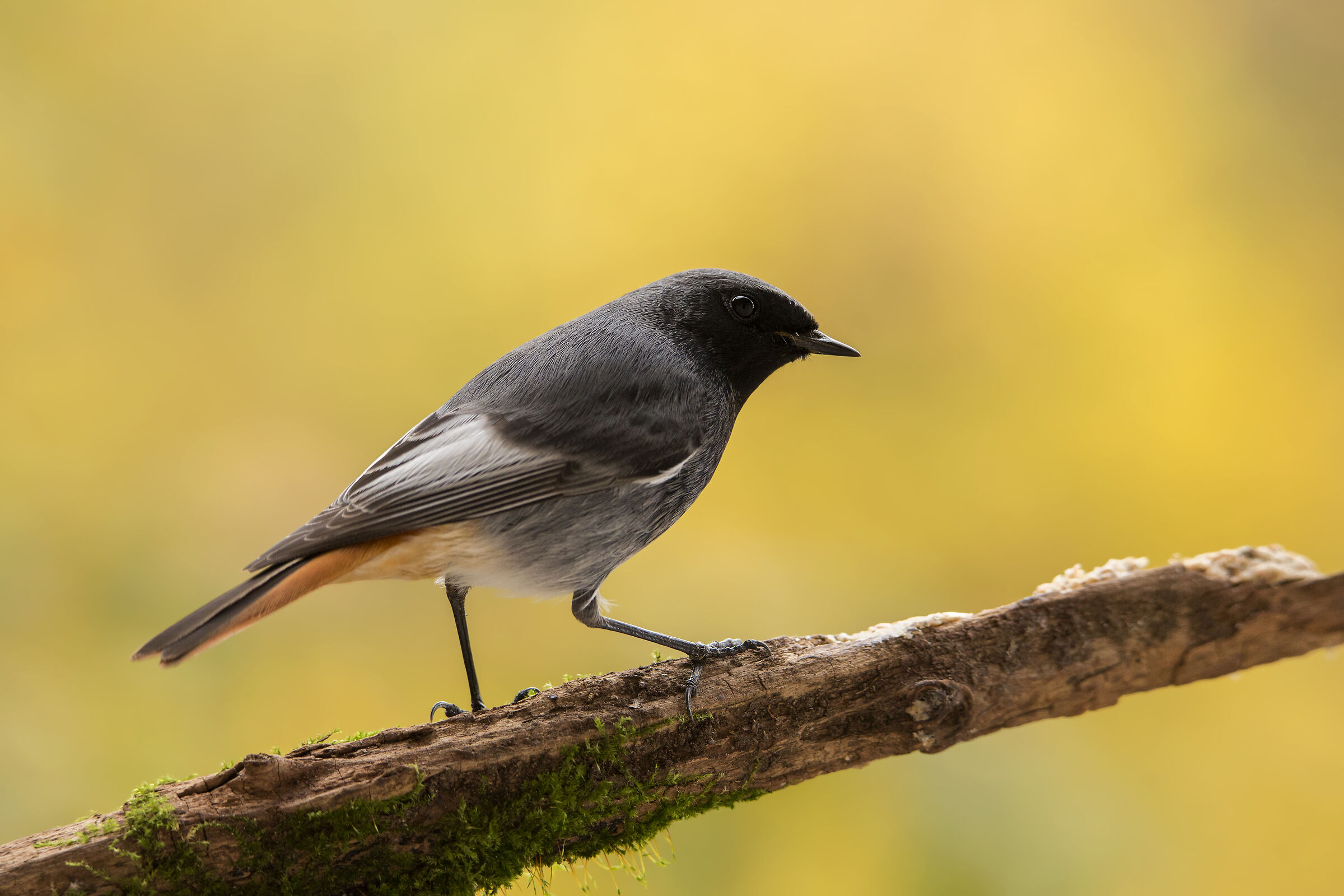 Codirosso Spazzacamino confidente