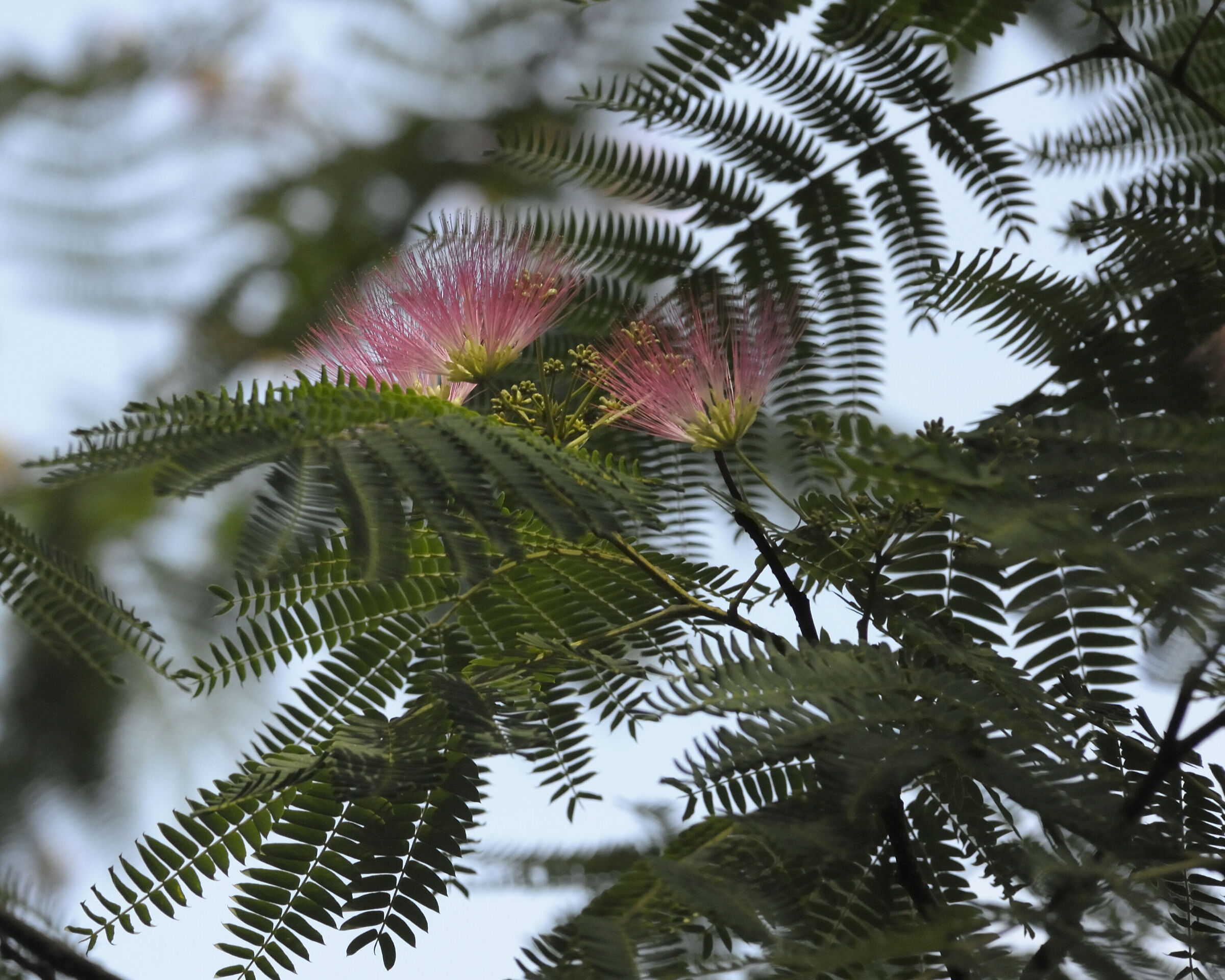 Albero di Mimosa