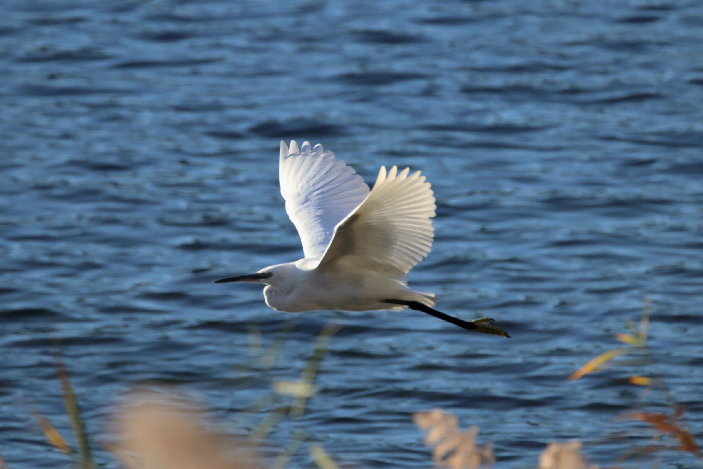 egret