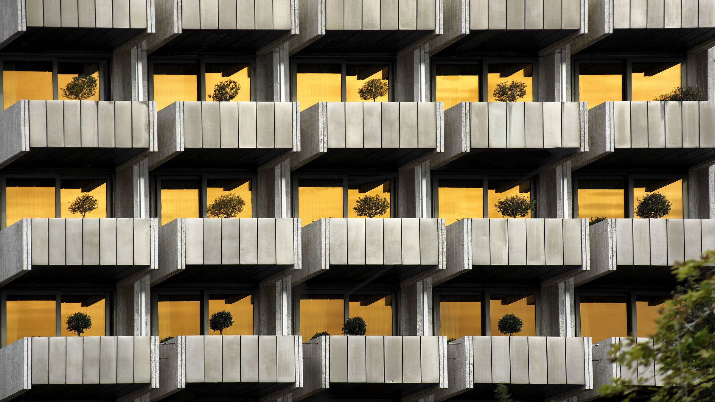 Foresta urbana al tramonto