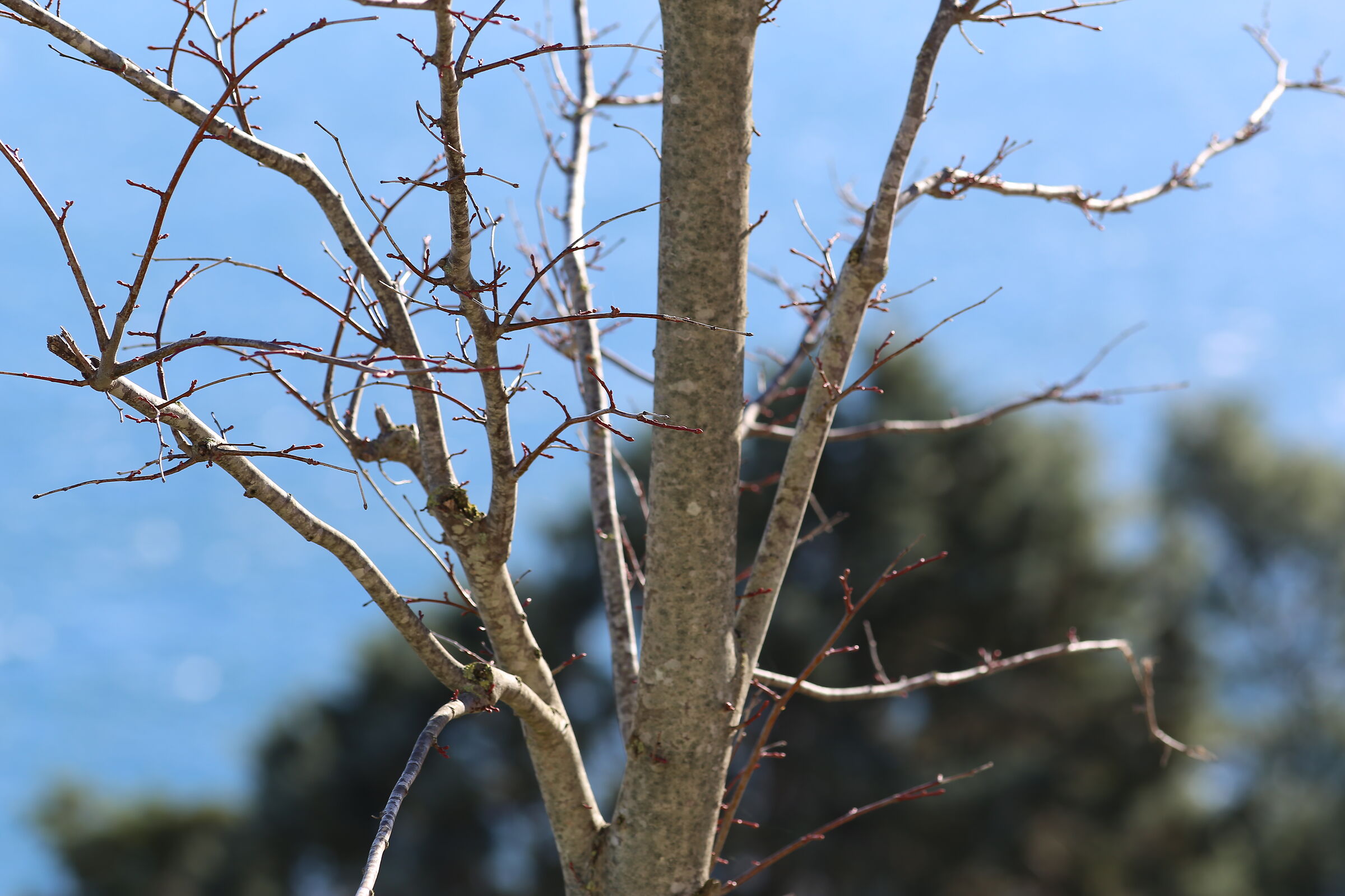 Canon 6d / 200 f.2.8 L II