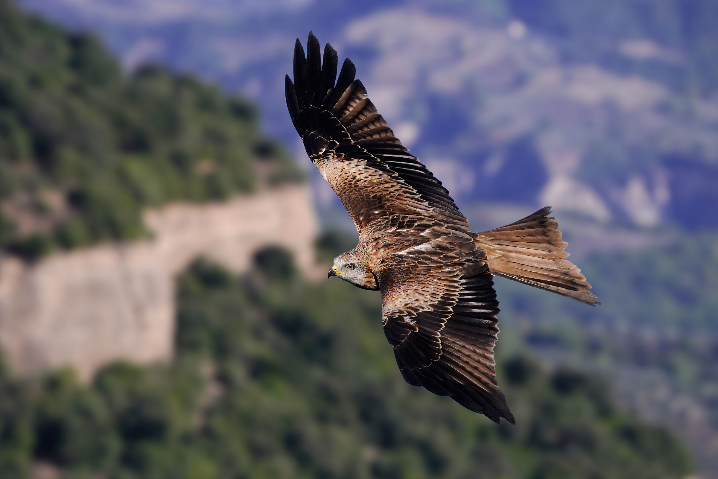 Nel regno dei falchi - Nibbio reale juv.