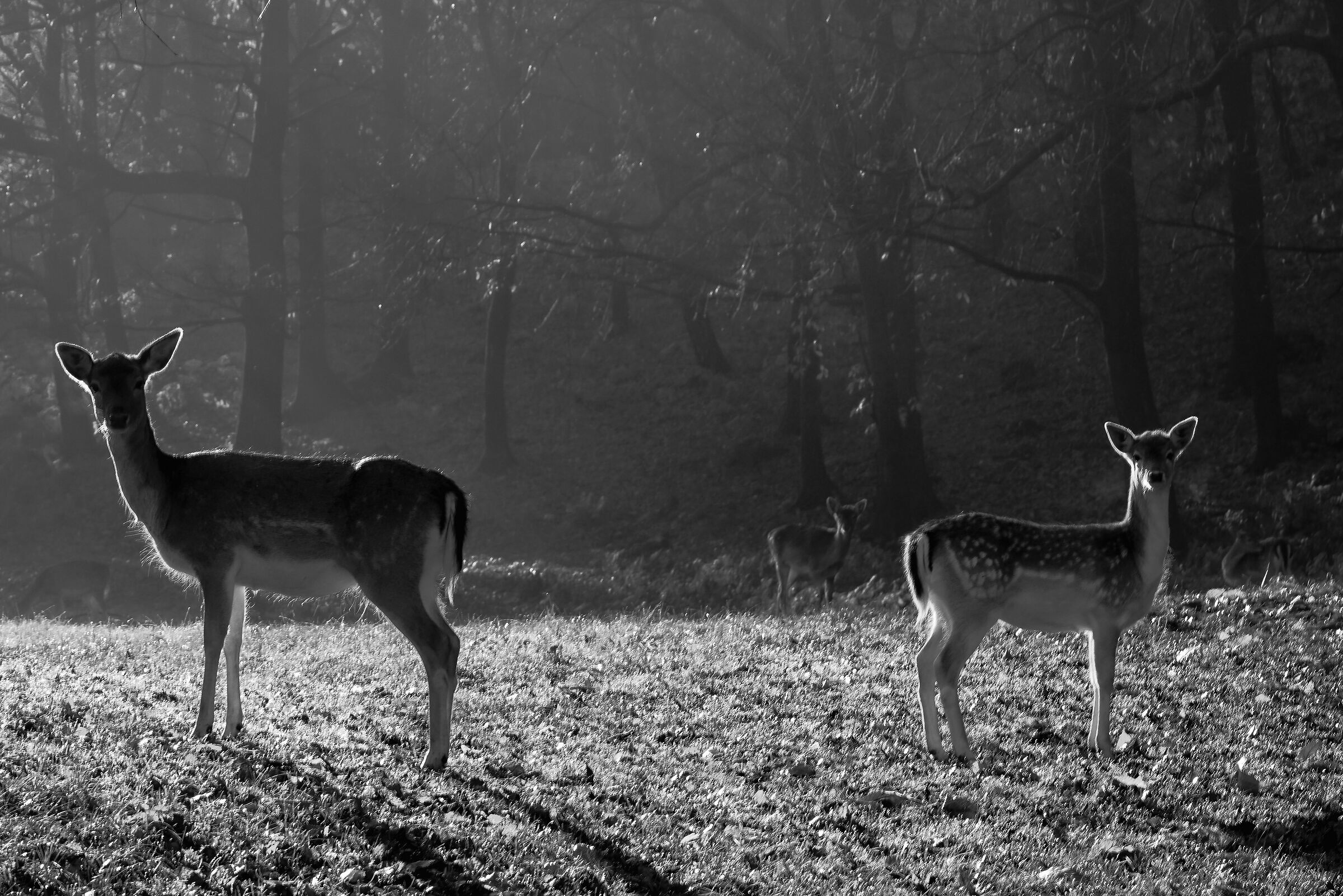 Fallow deer