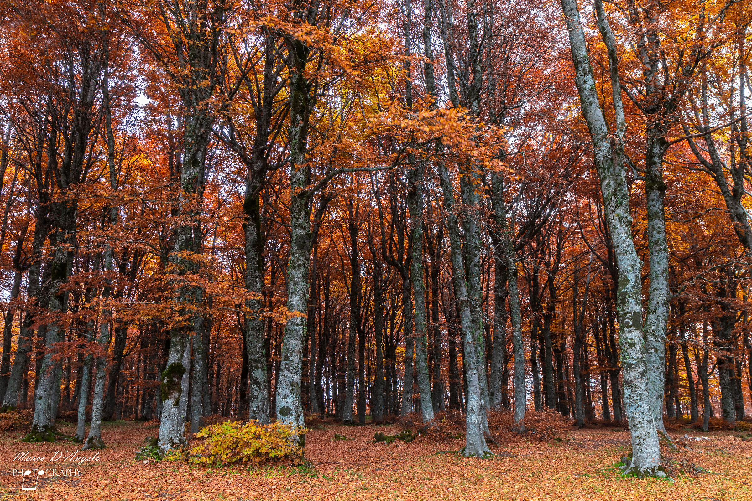 Bosco di Prato Gentile