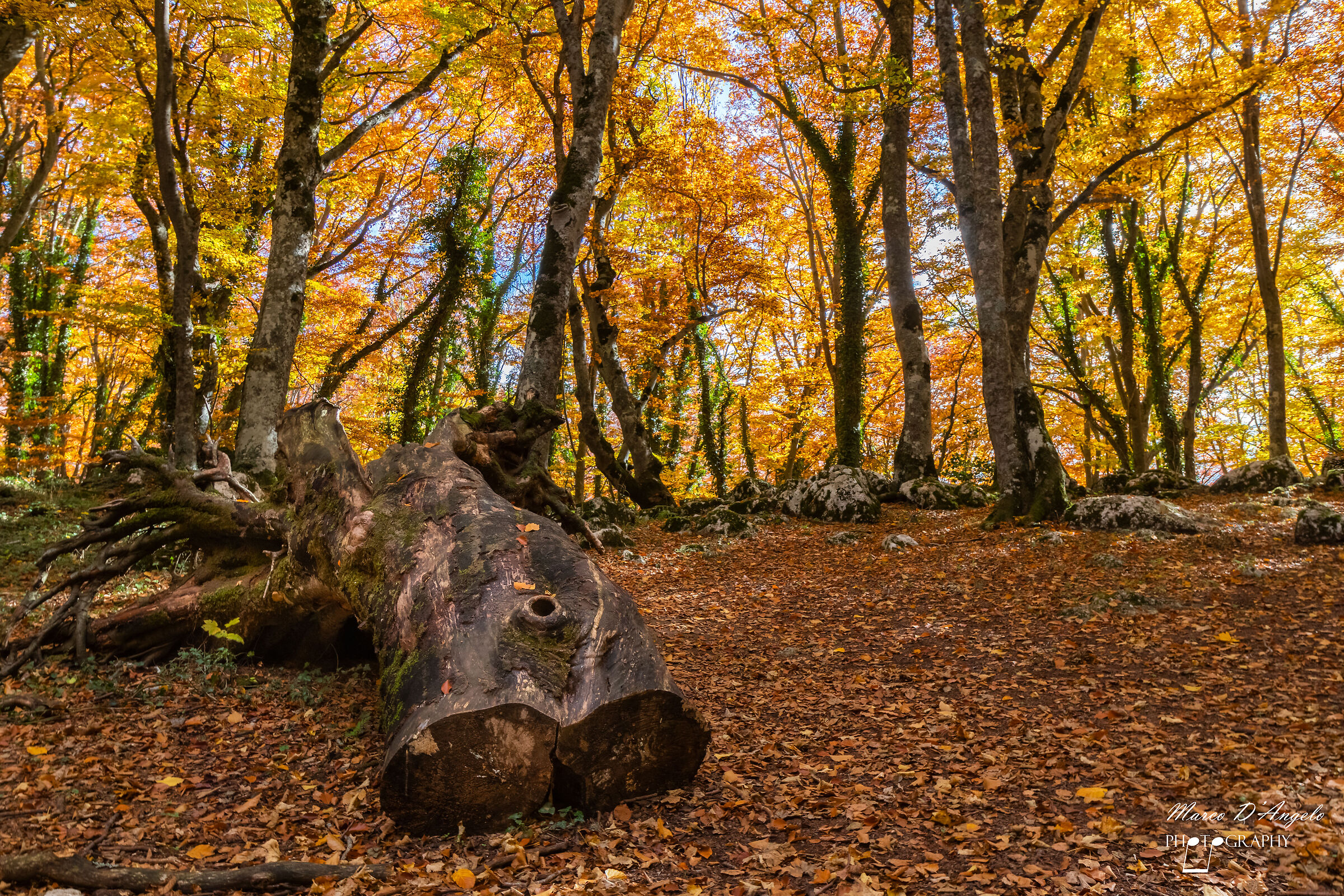 Camminando nel Bosco di Sant'Antonio