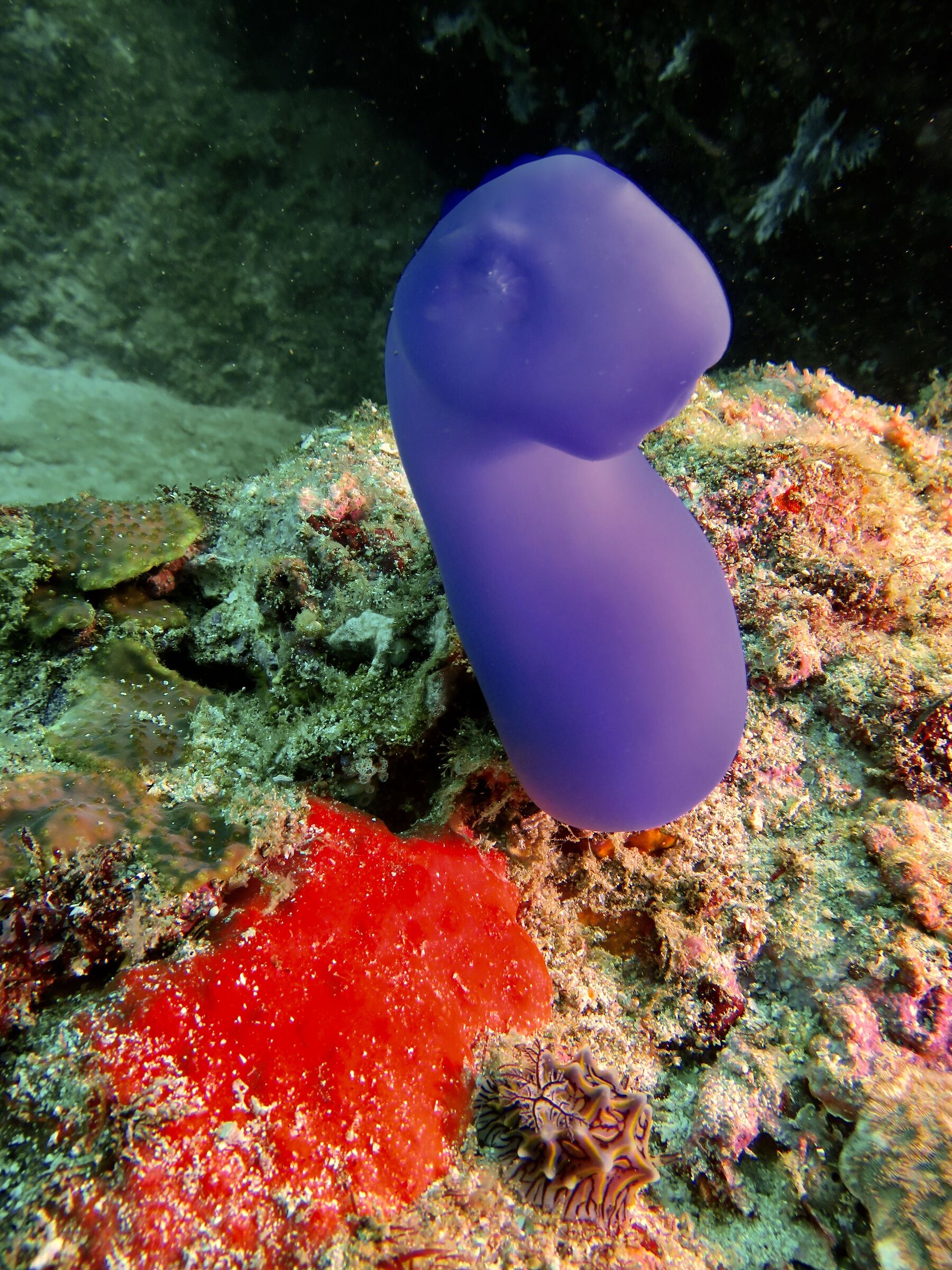 sponges