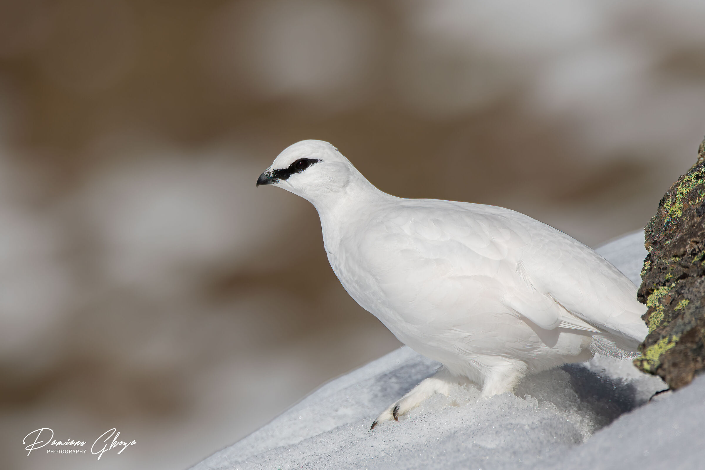 Maschio di Pernice bianca