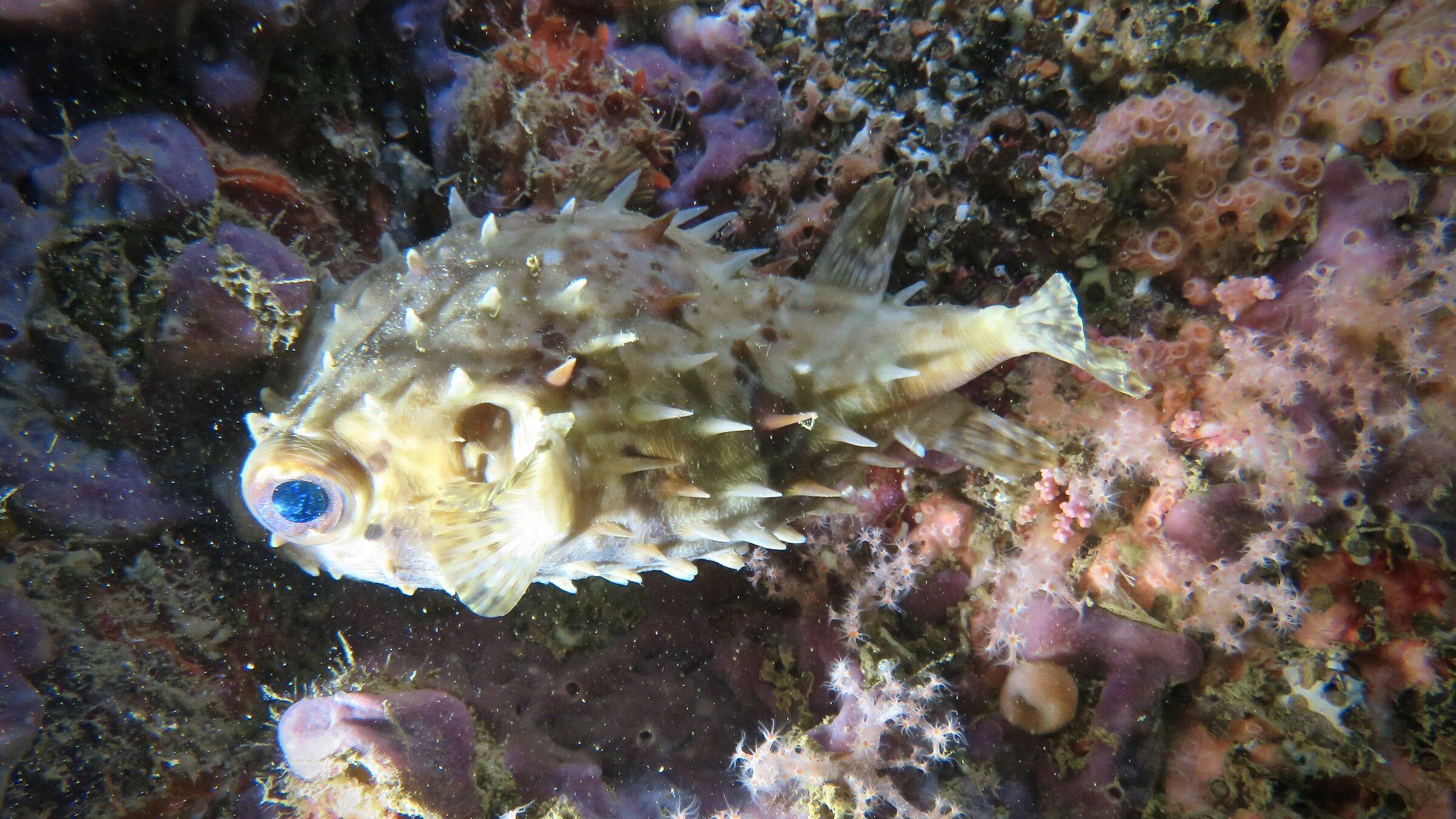Porcupine fish