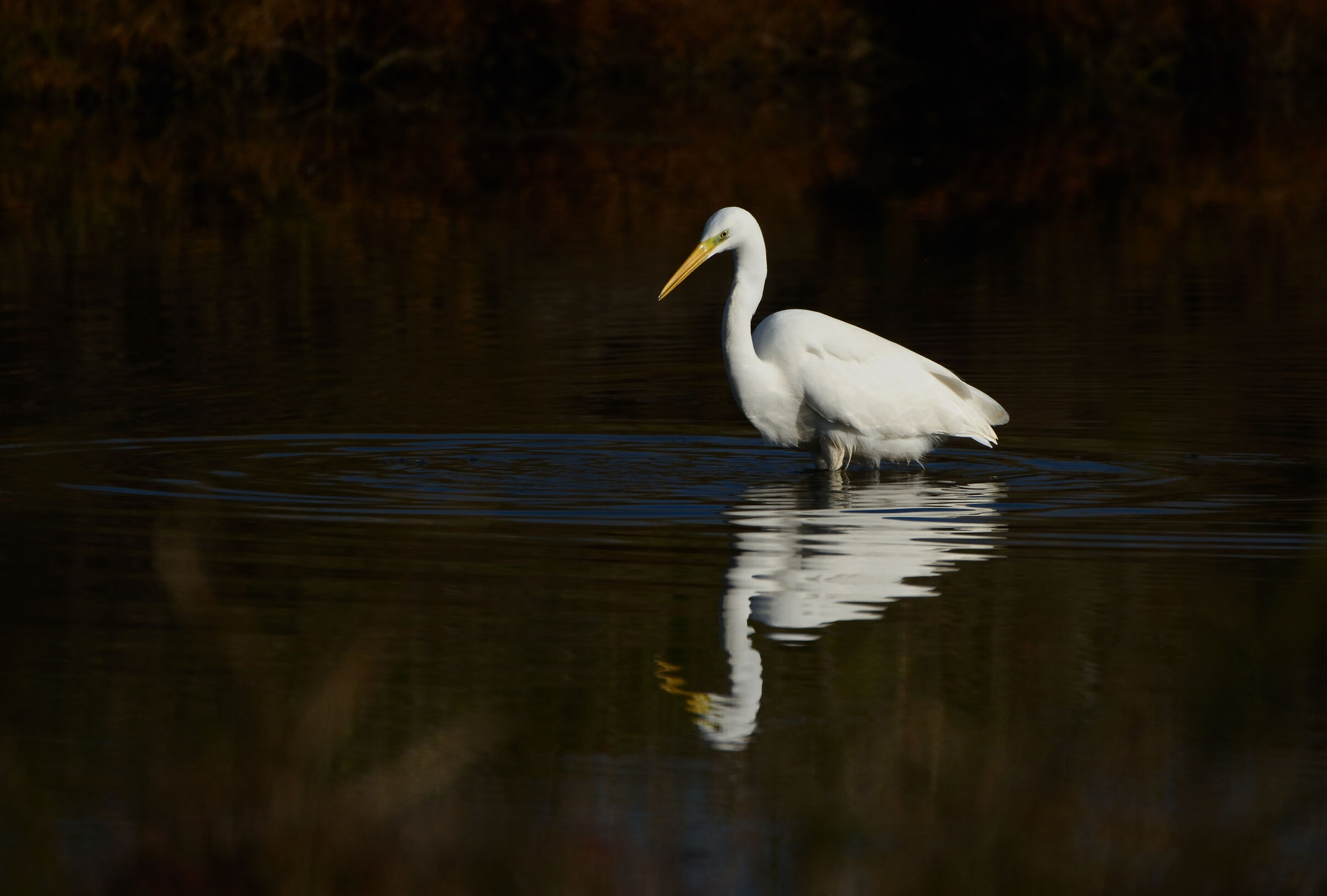 Egret in appostamento, salt pans D'Hyères