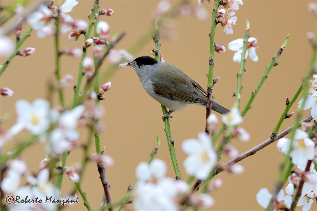 Blackcap on almond