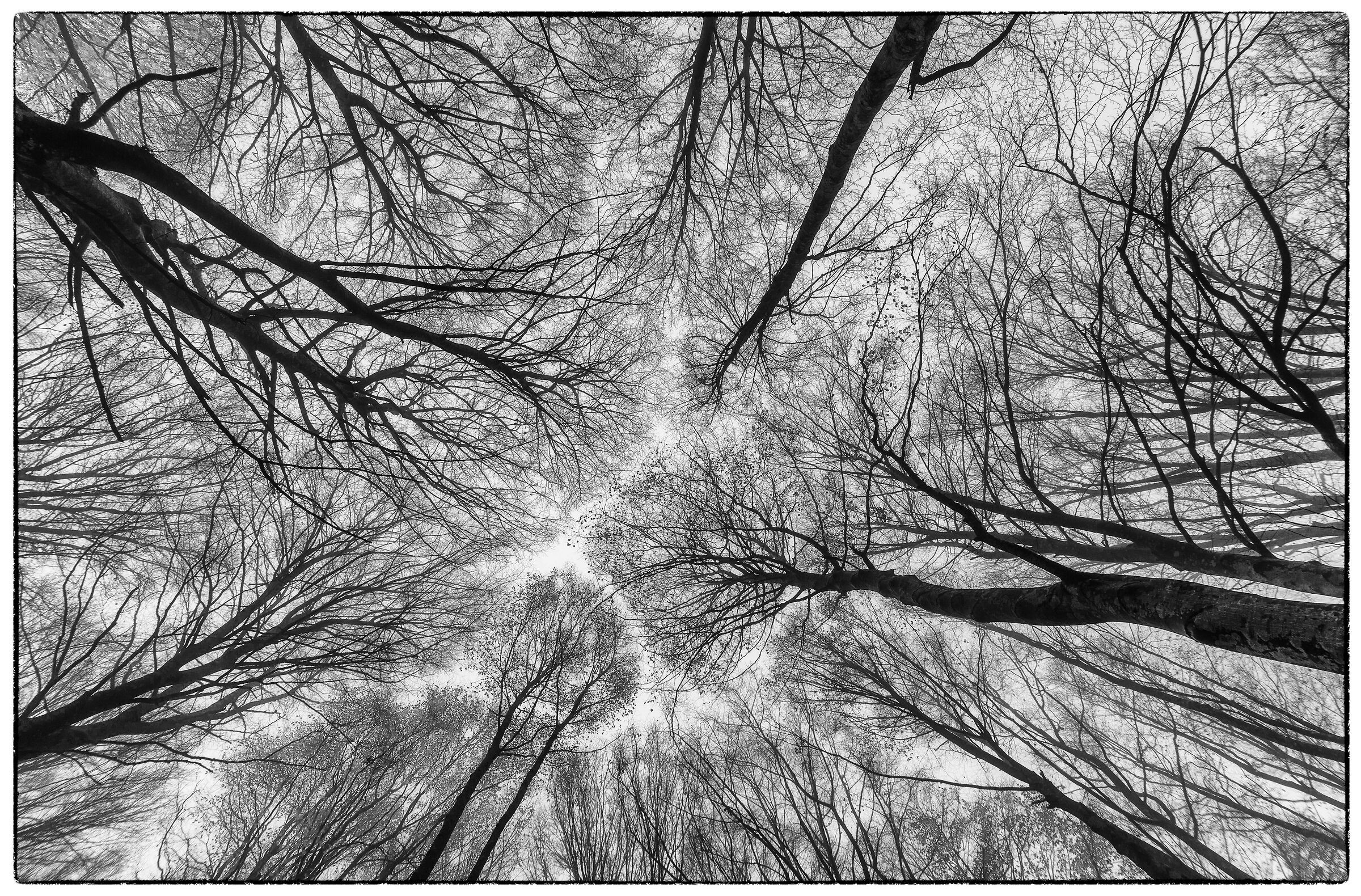 Autumn beech forest