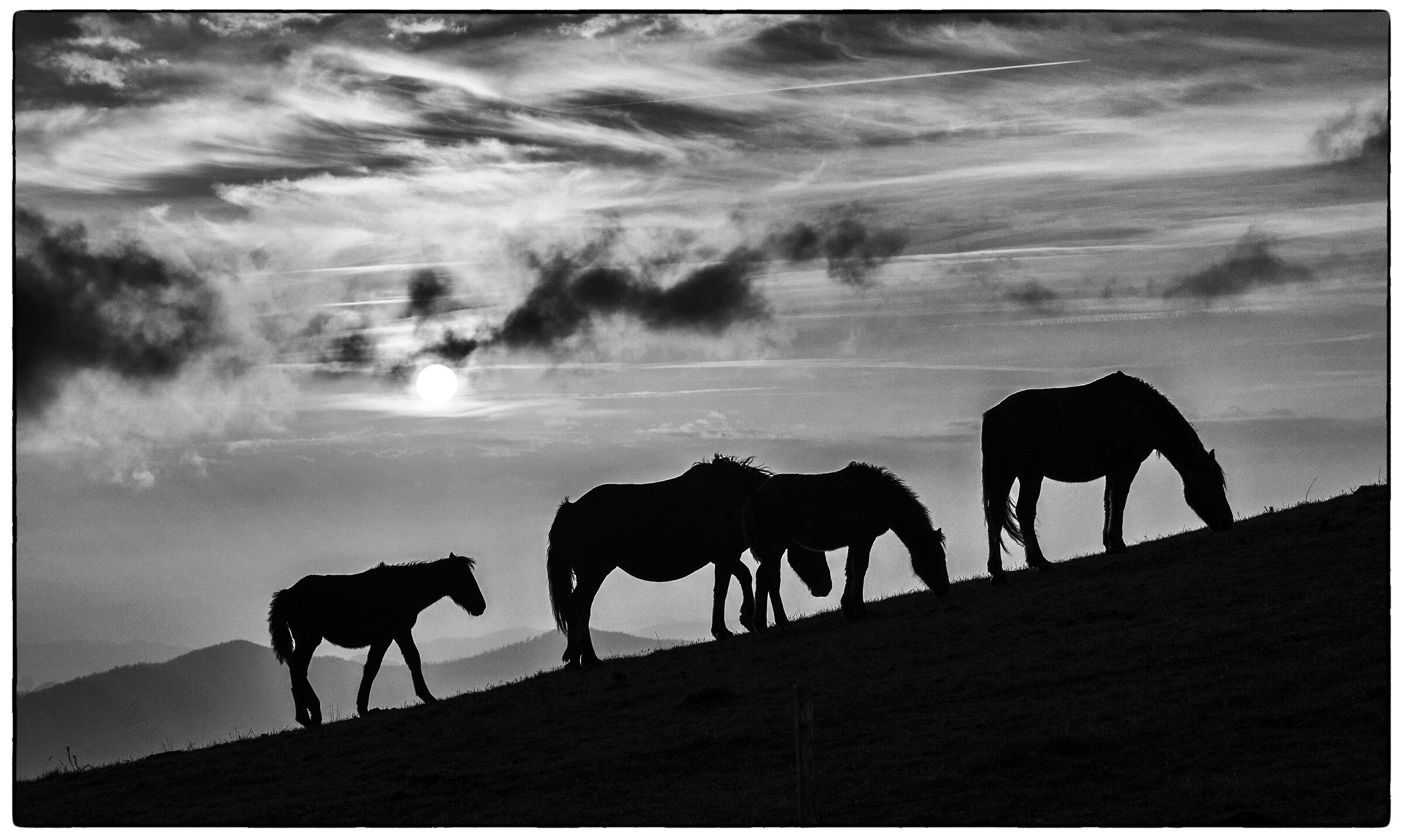 Horses at sunset
