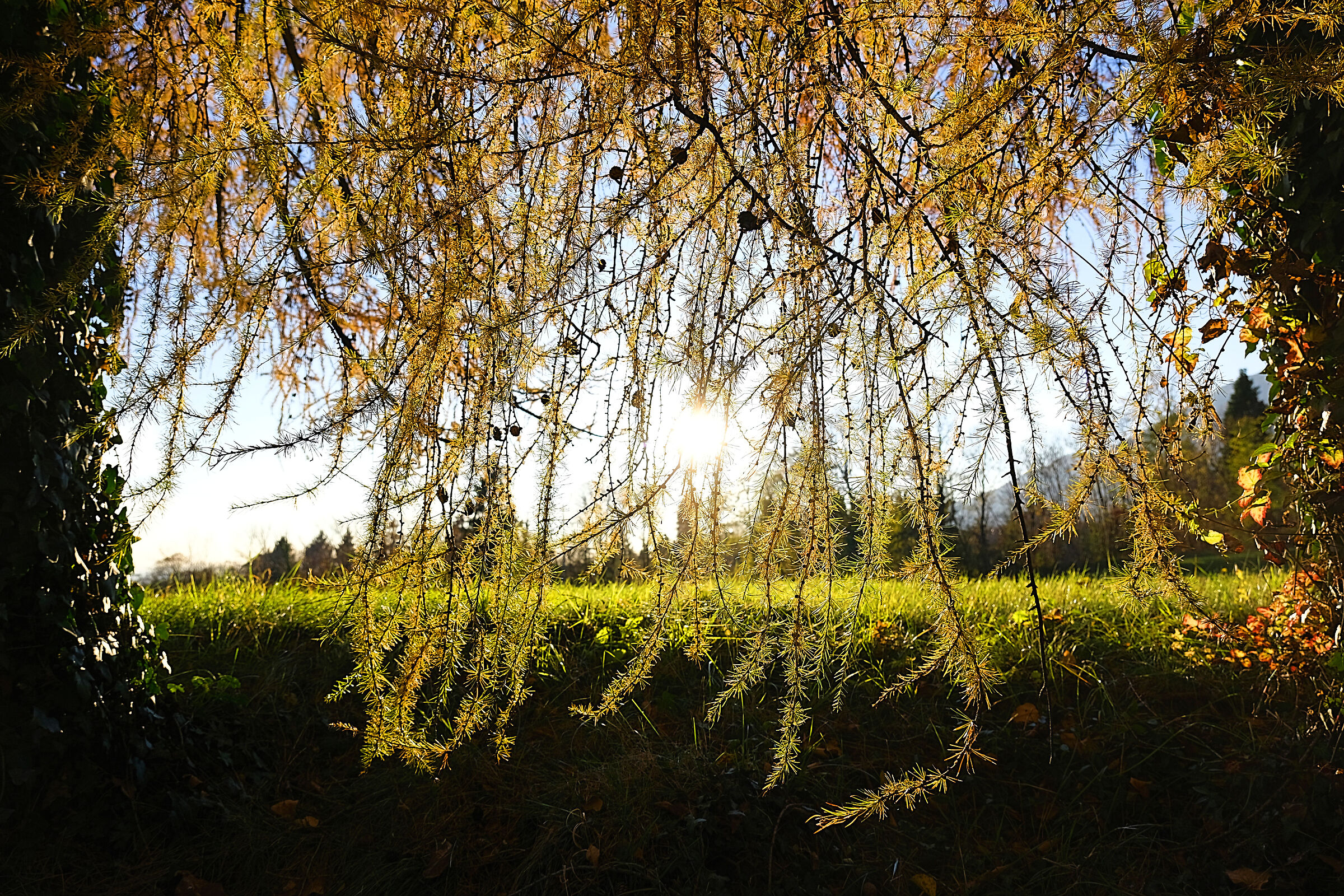 Festoni Natalizi spontanei