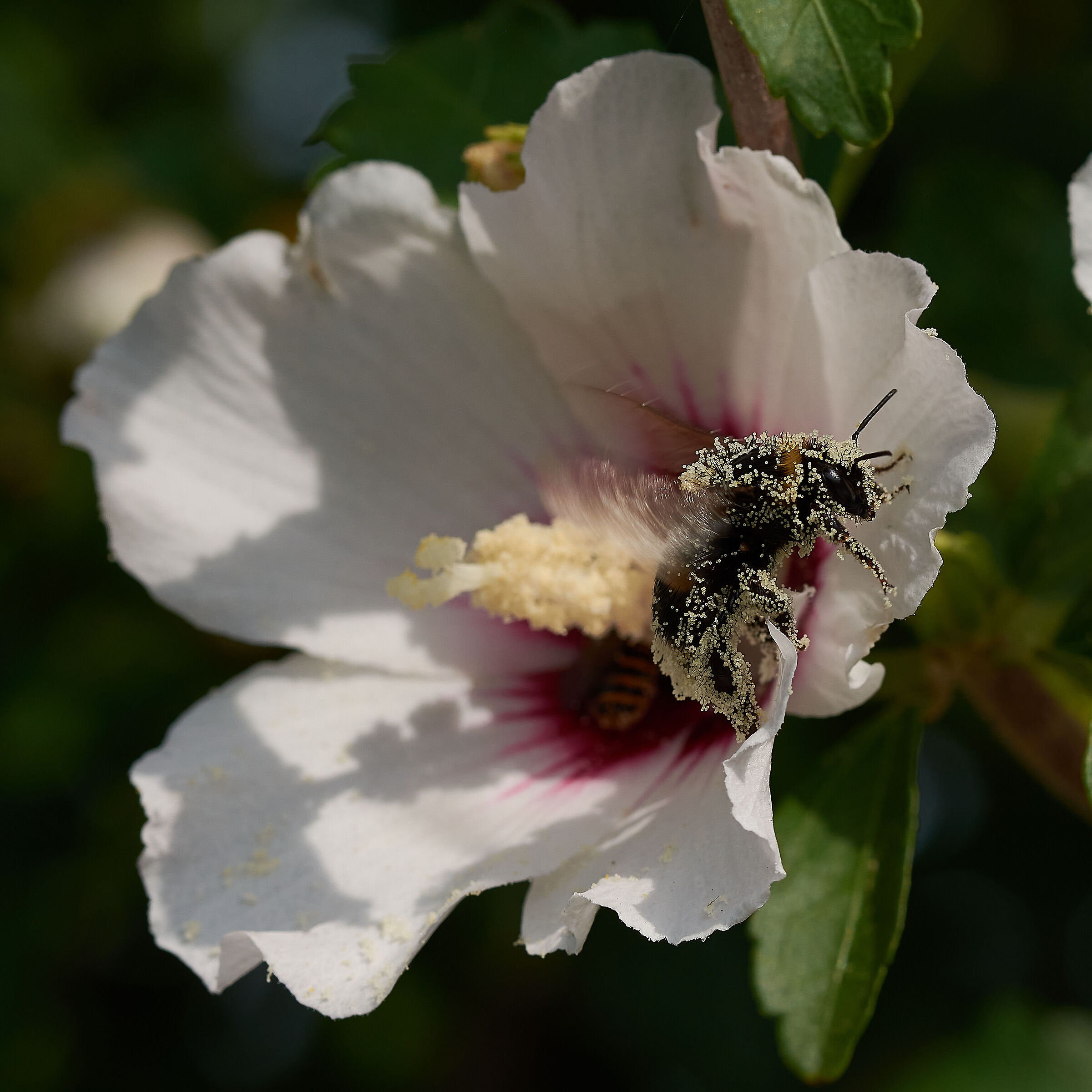 Hibiscus pollen