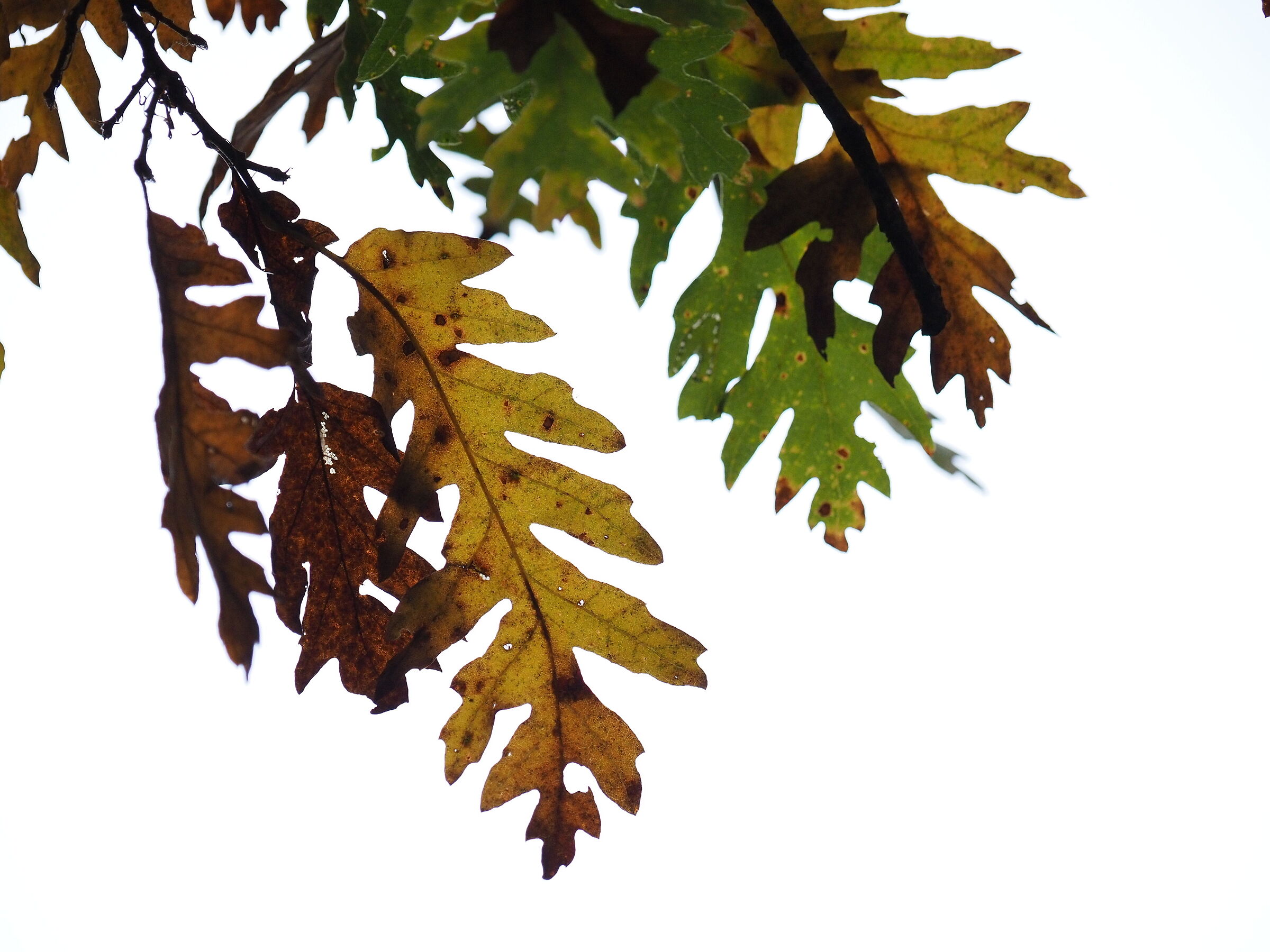 Foliage..... on canvas!