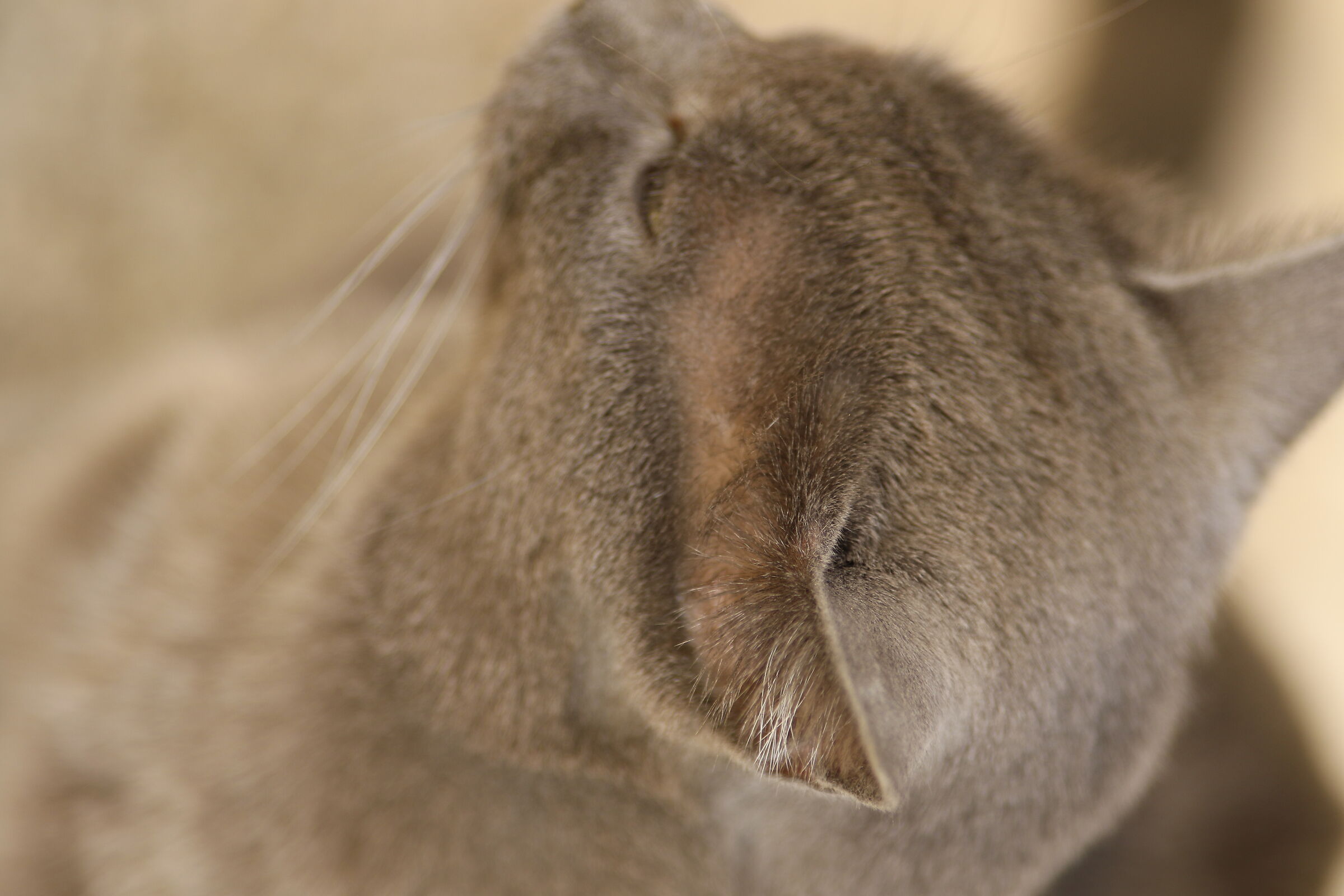 Canon 7d II / 200 f.2.8 L II