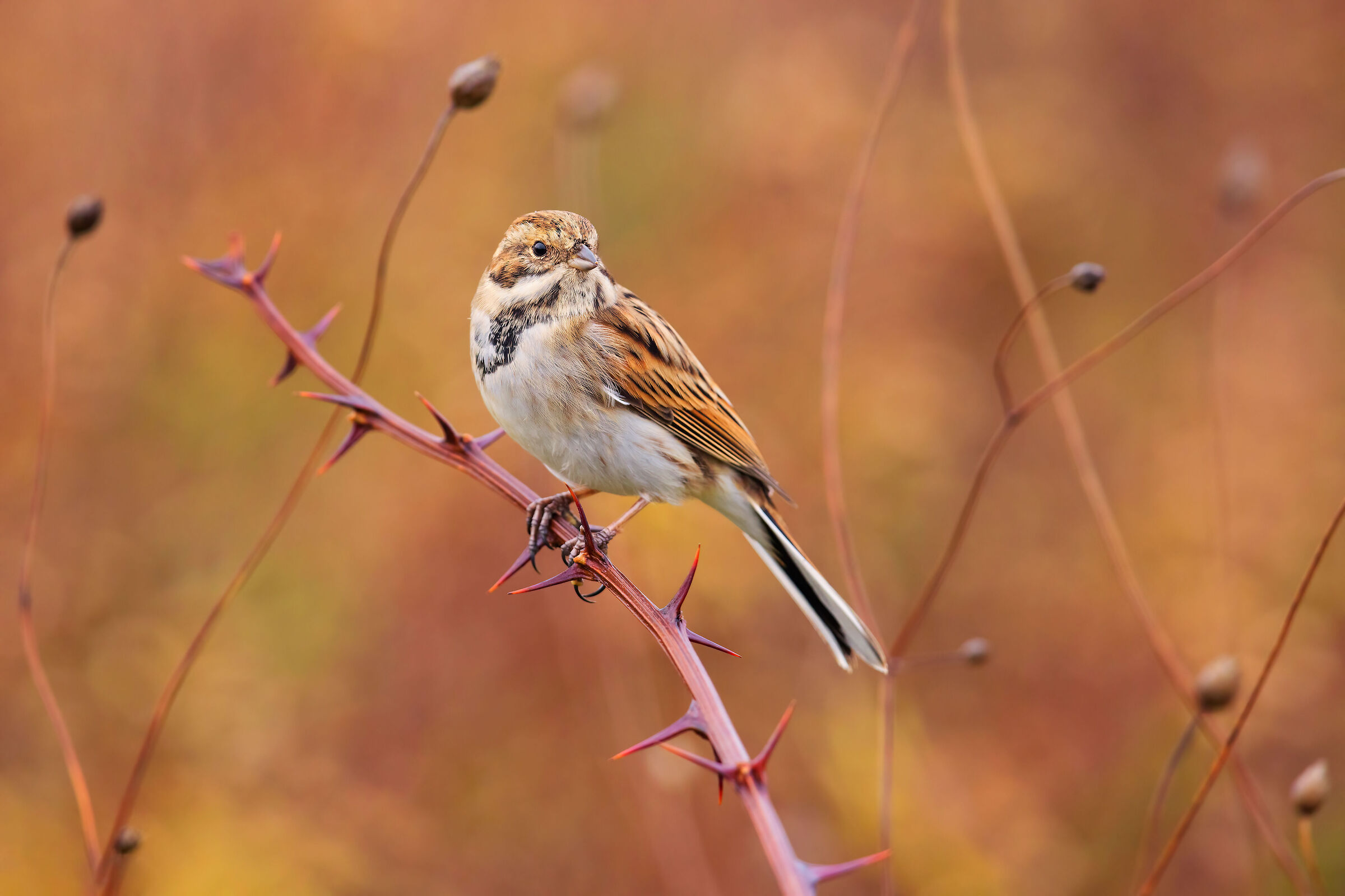 Migliarino di Palude