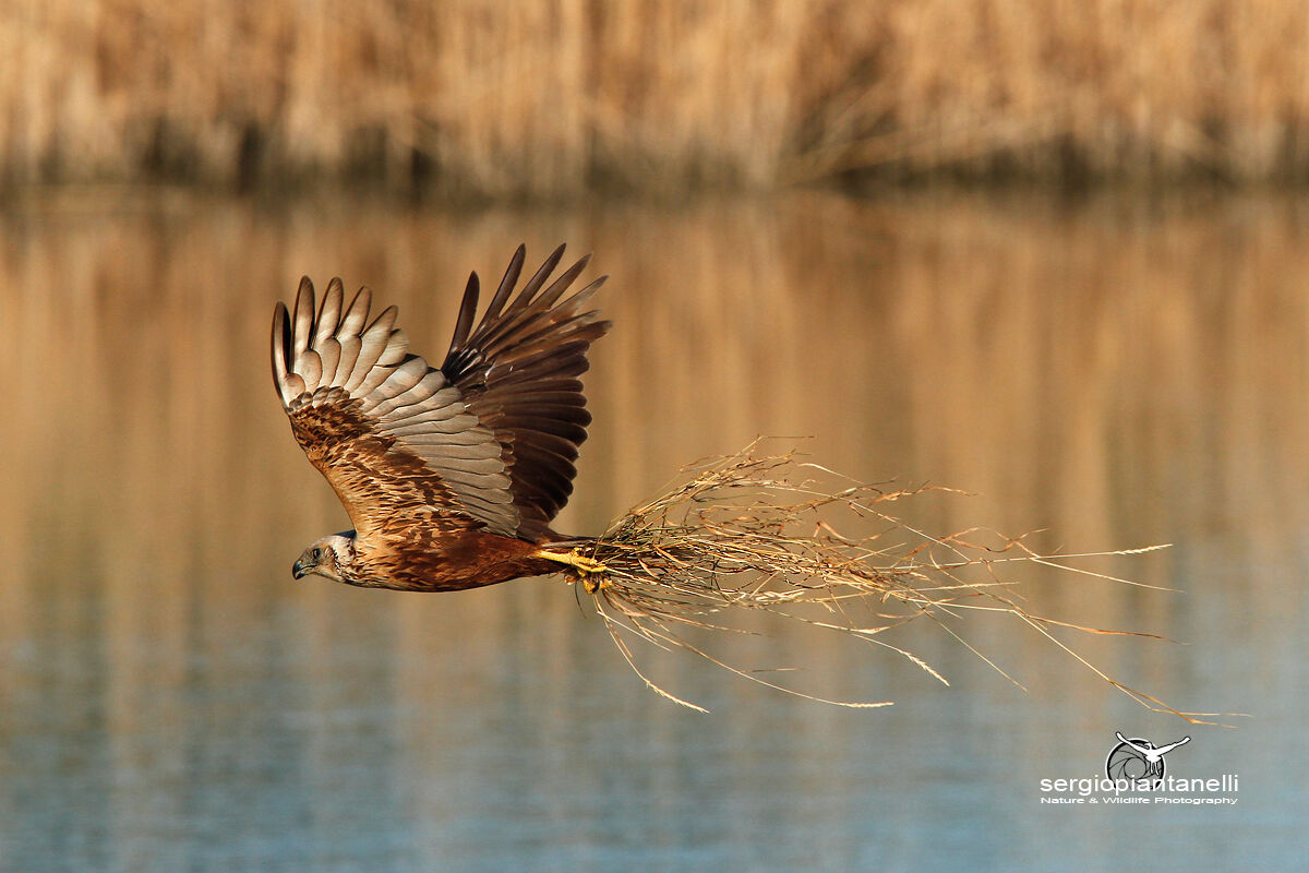 Marsh falcon