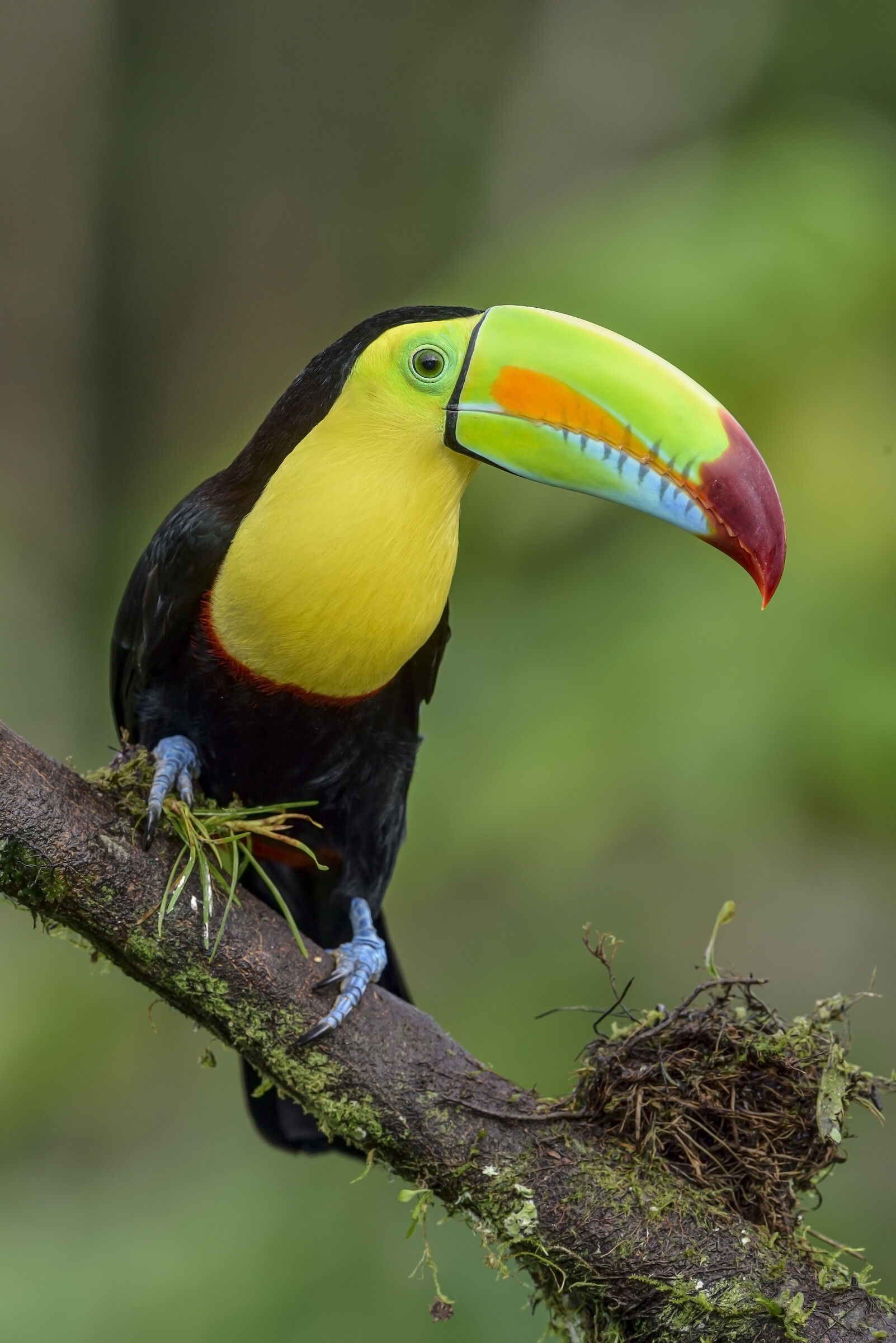tucano solforato