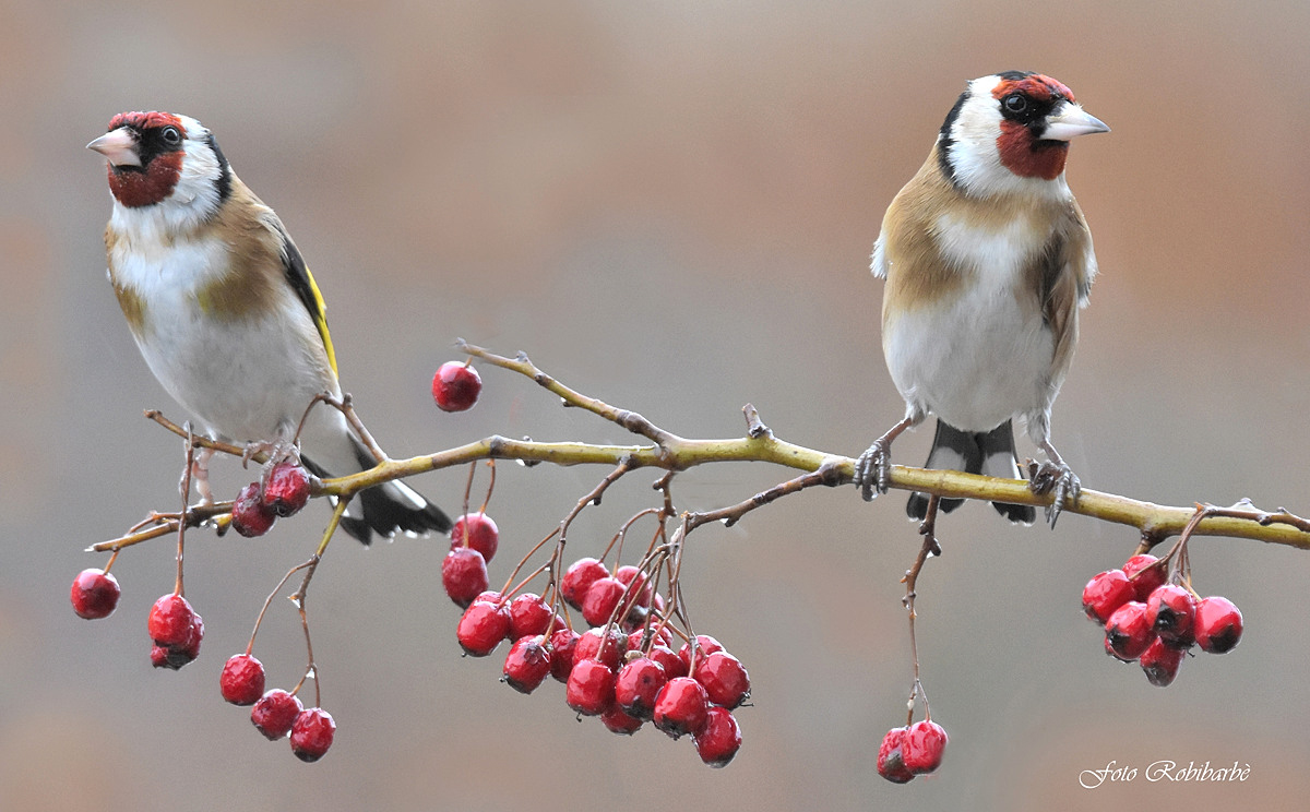 Goldfinches... Autumn...