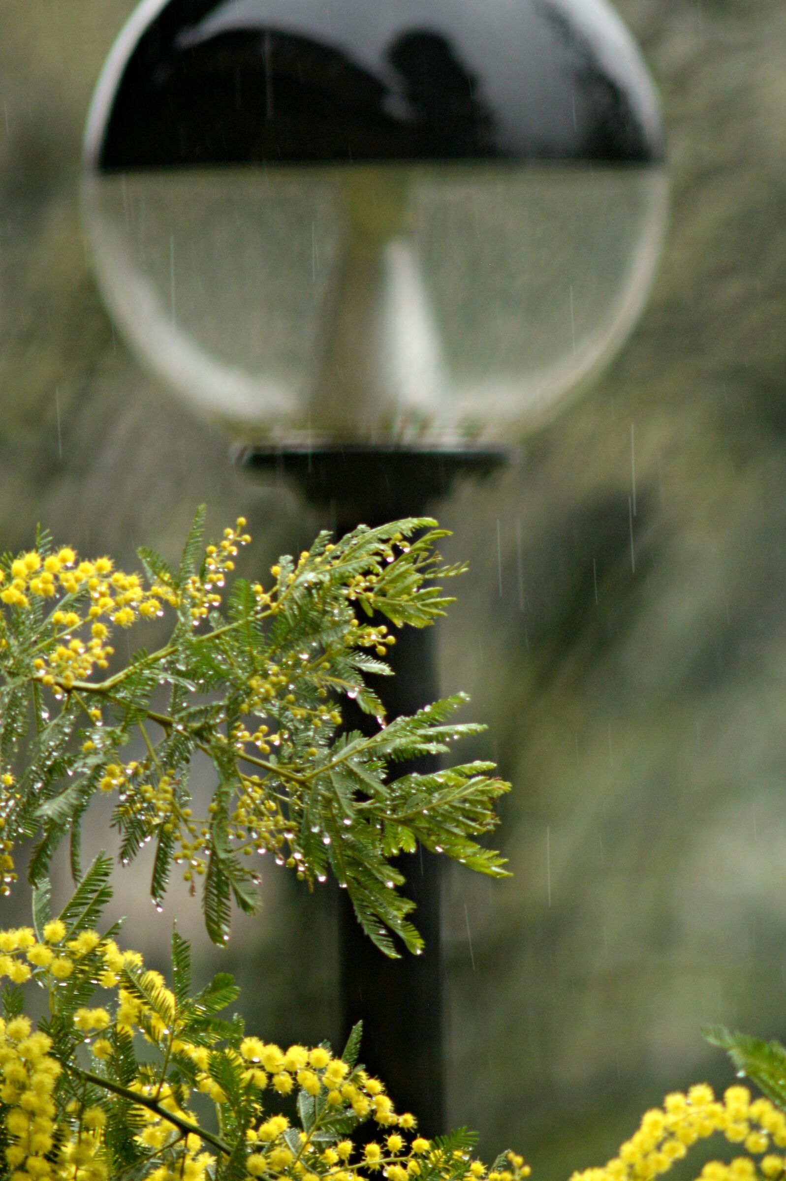 Pioggia sulla mimosa I