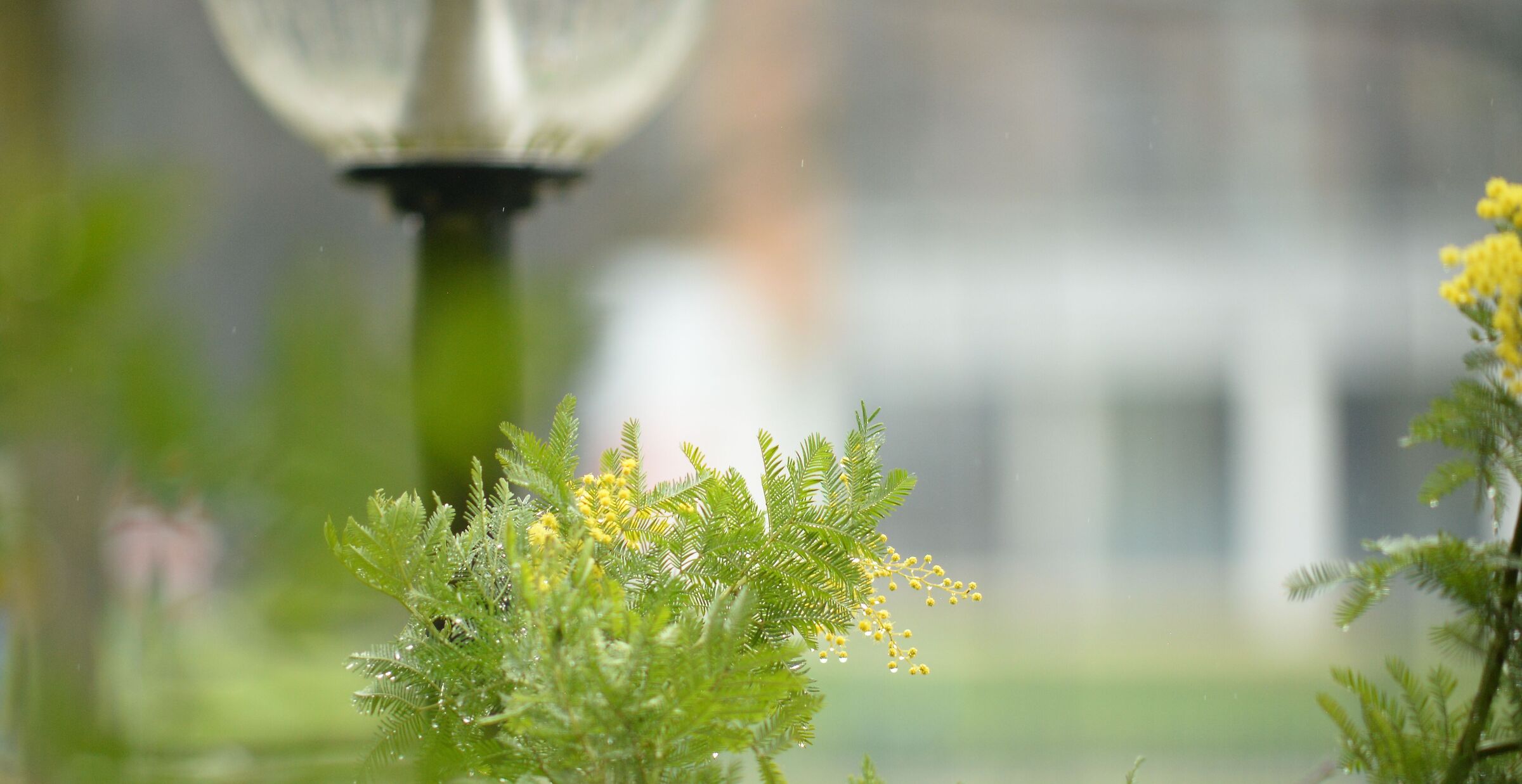 Pioggia sulla mimosa II