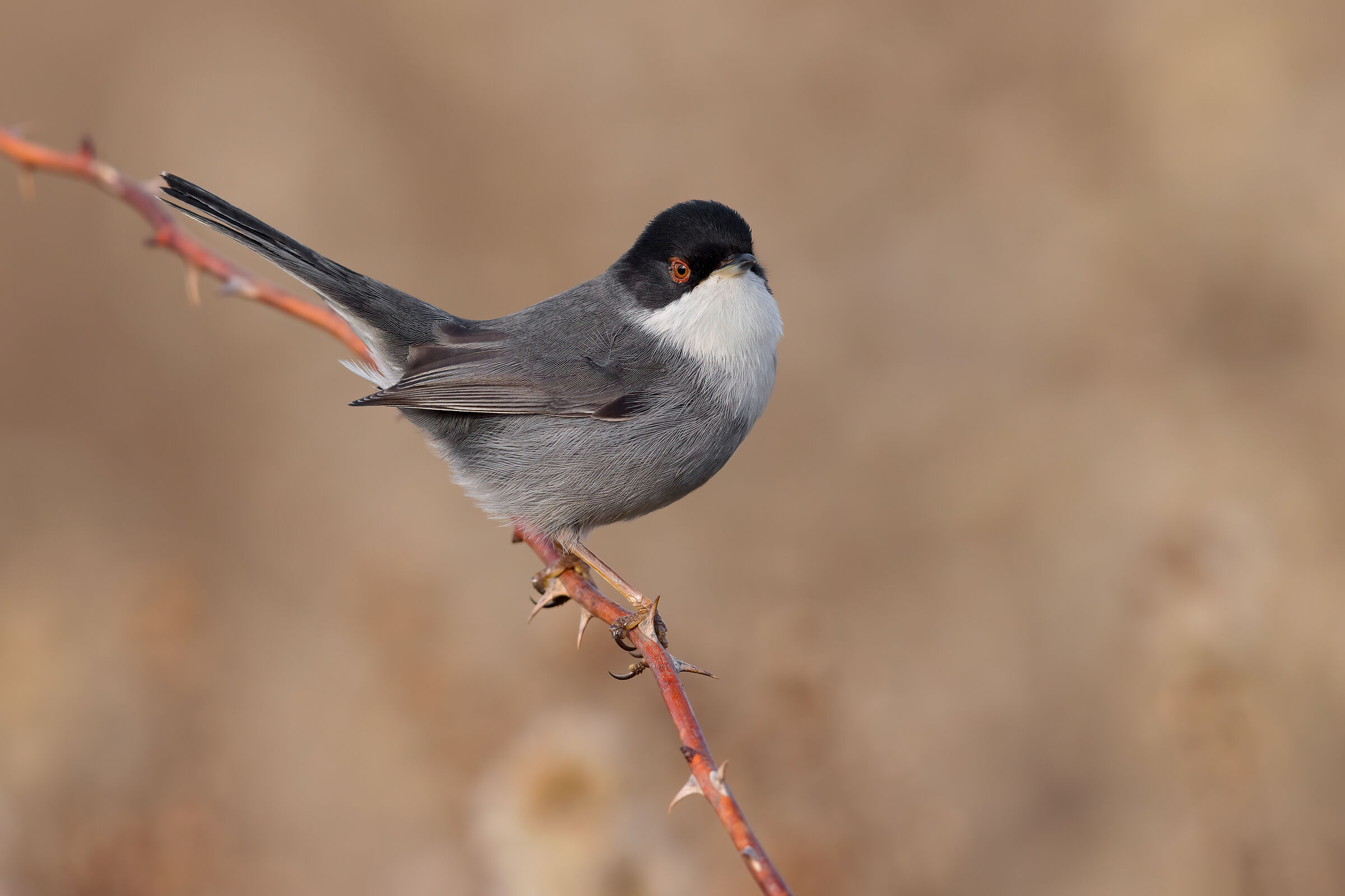 Sardinian warbler