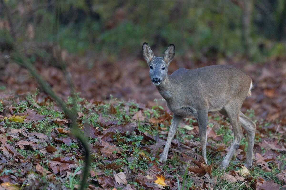 Roe deer