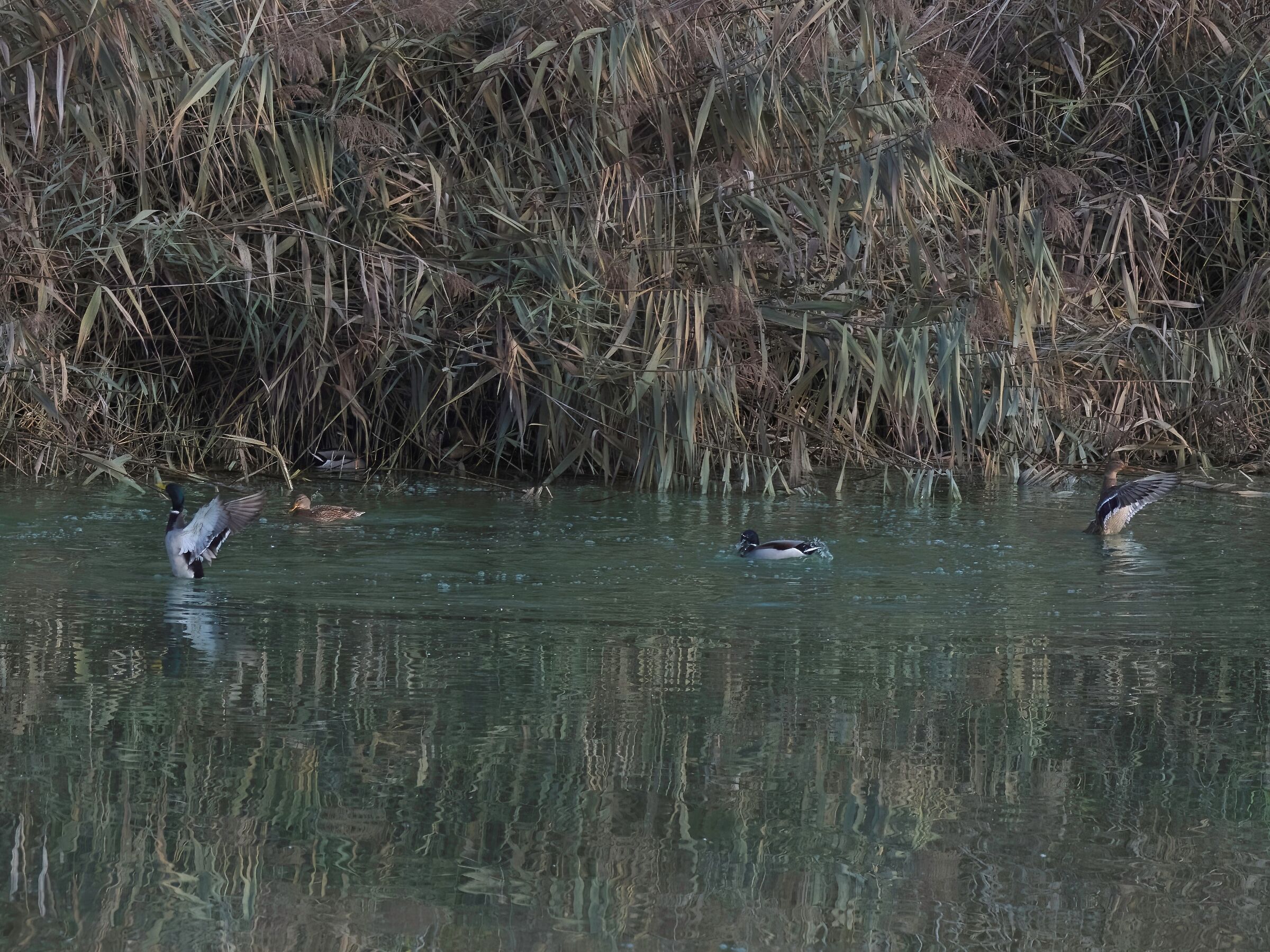 Germani in stretching