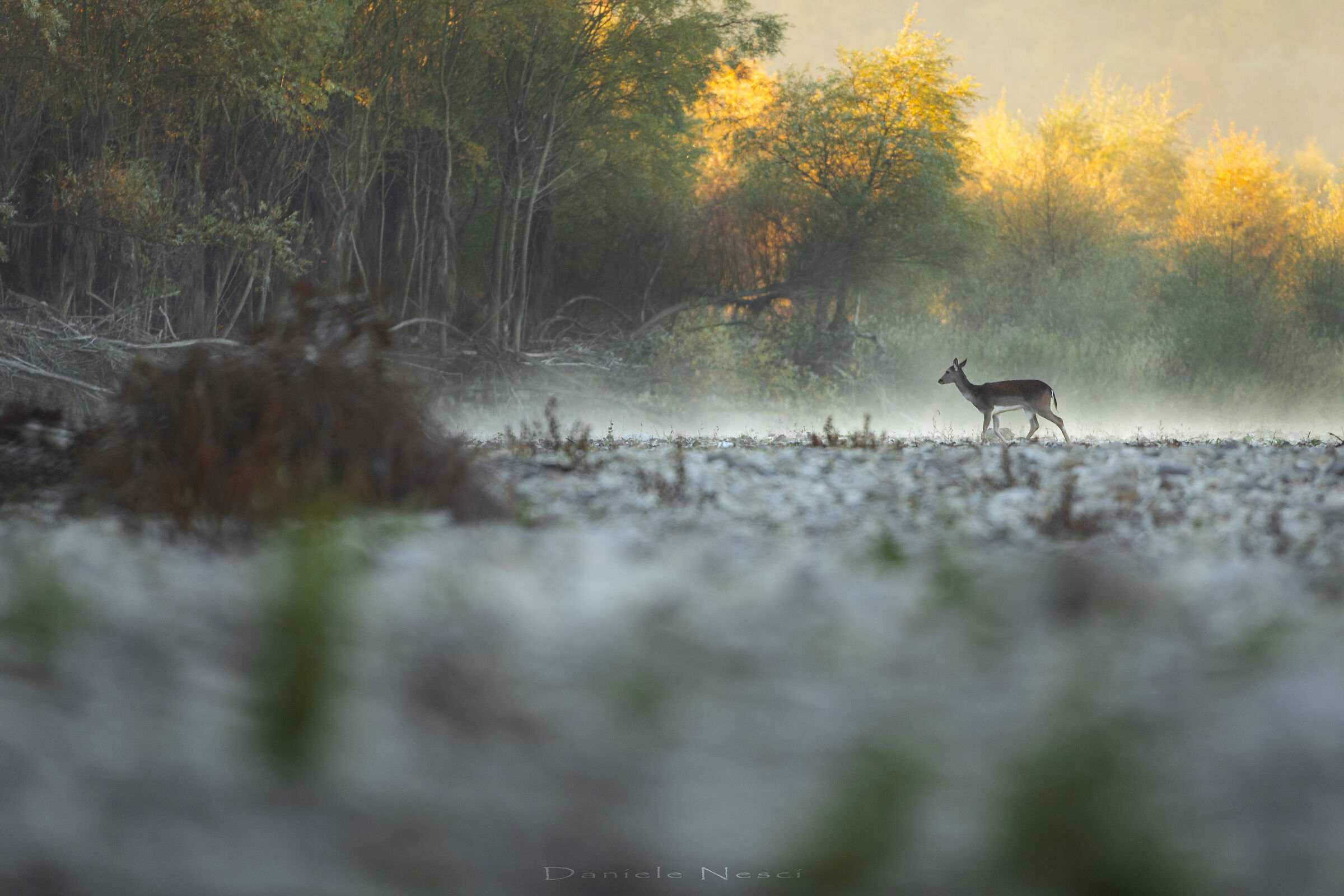Long field at dawn