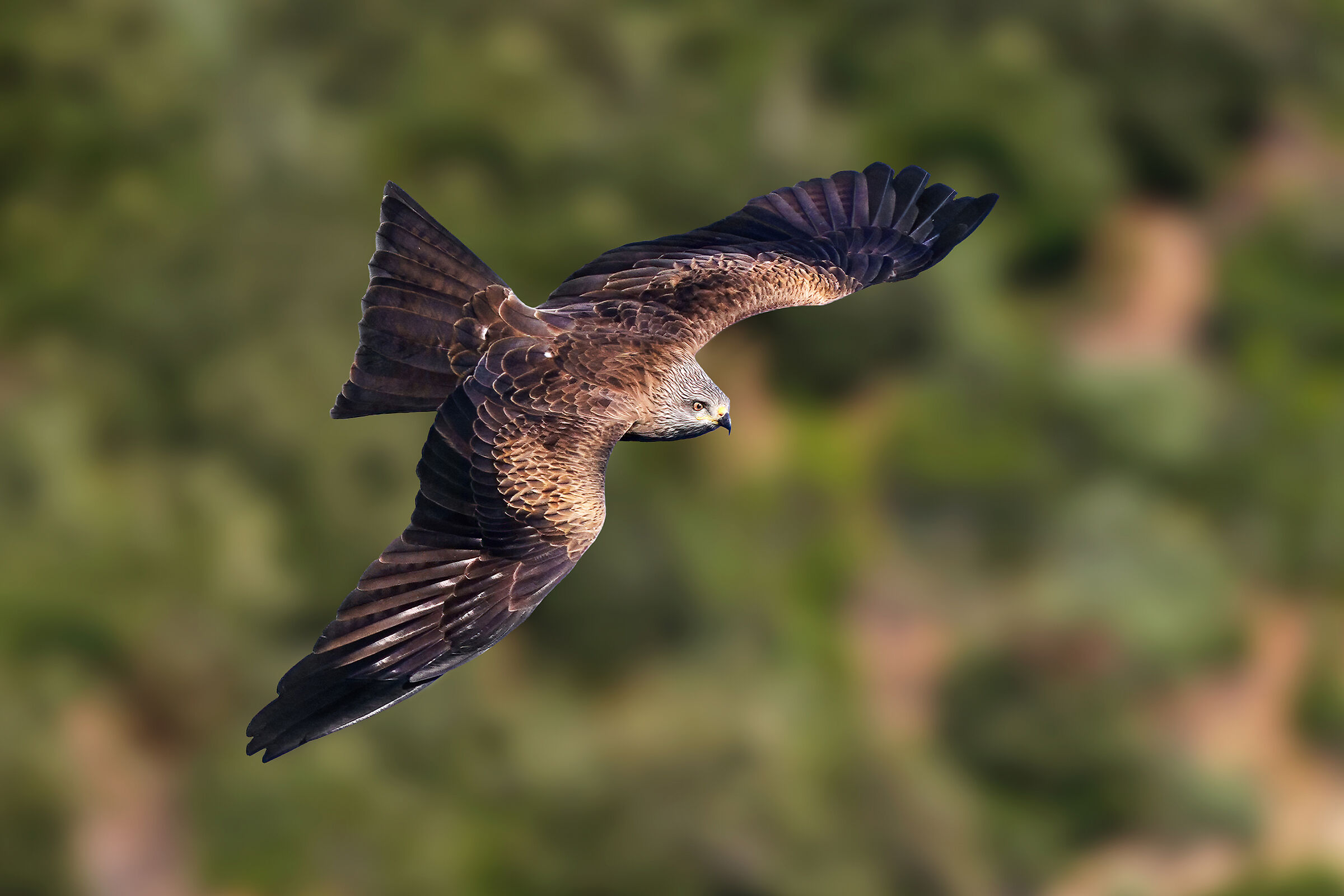Black kite