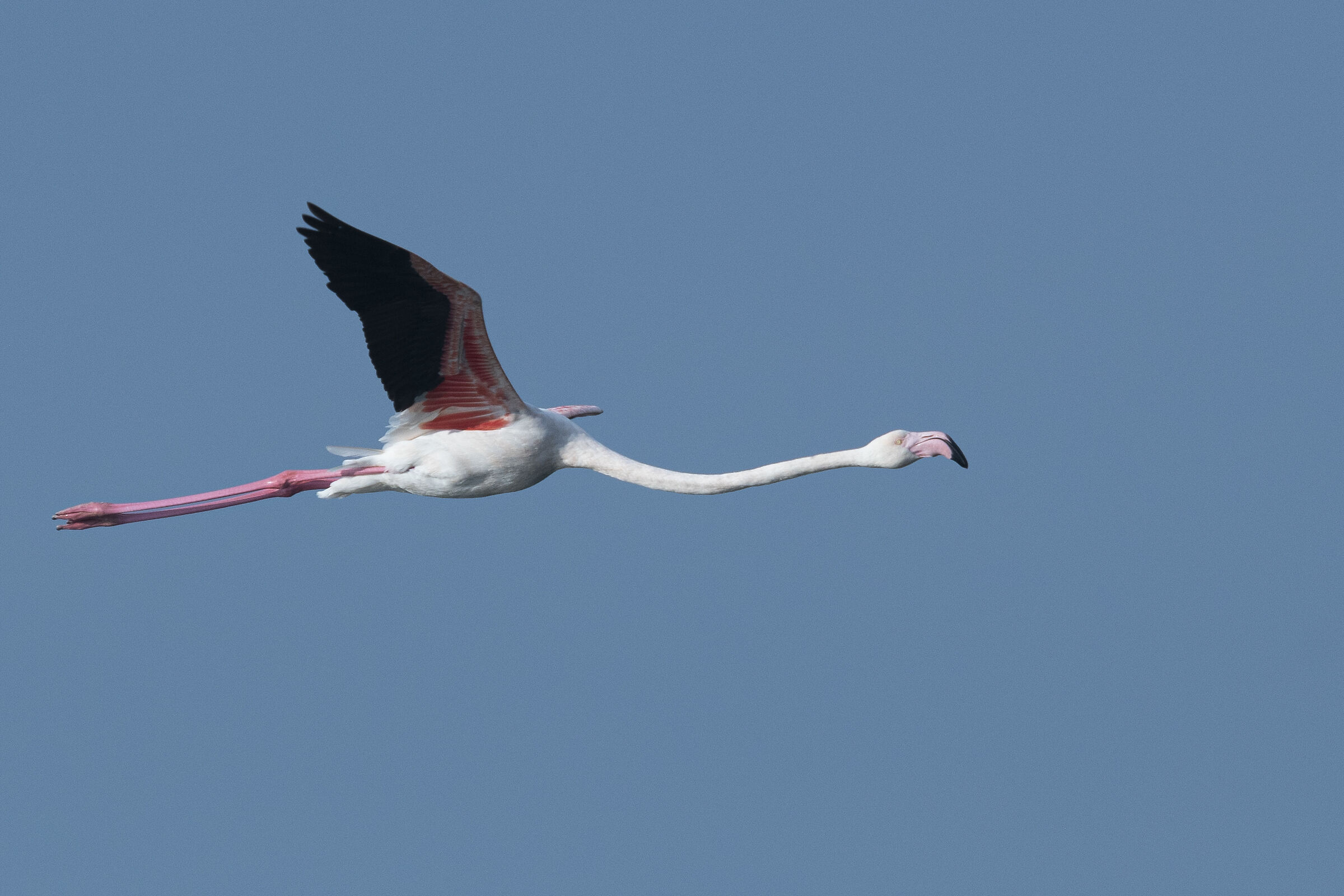 Flamingo in flight