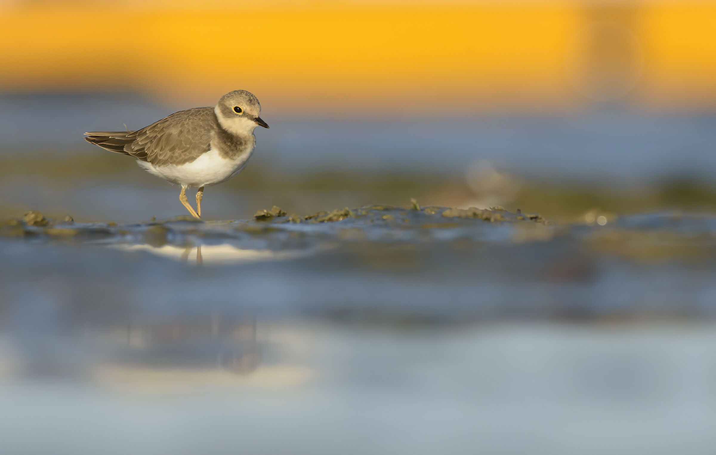 Corriere piccolo al tramonto