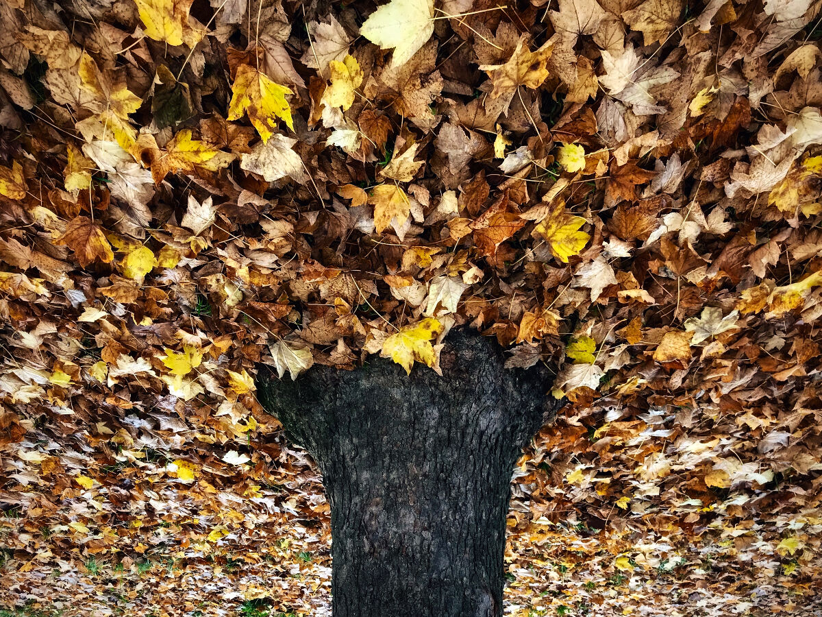 Upside-down foliure