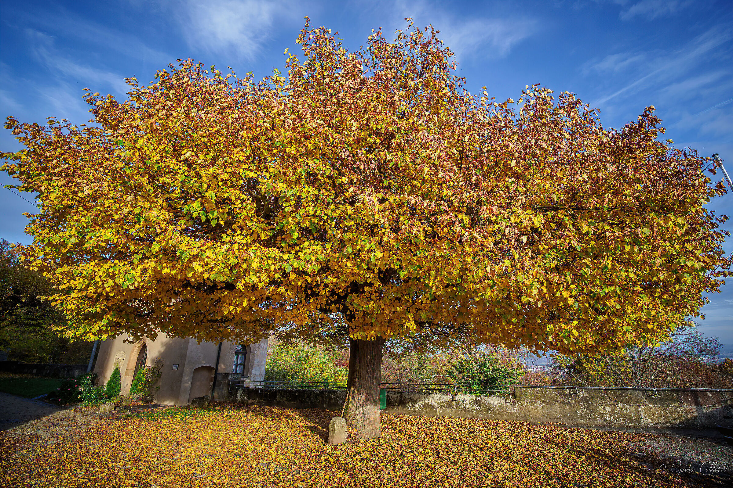 The autumn tree