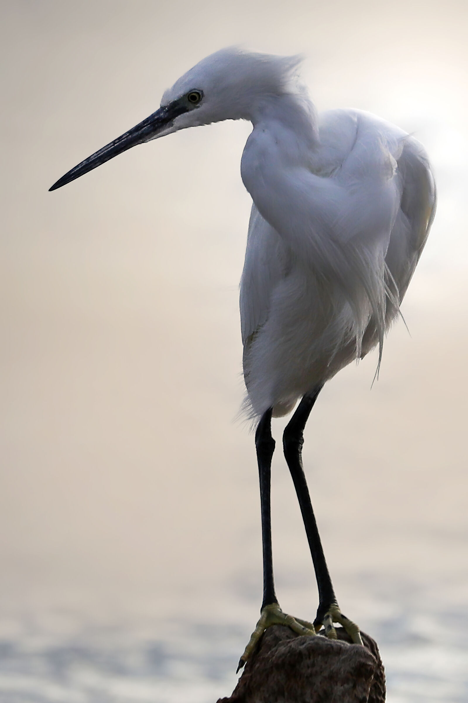 Egret